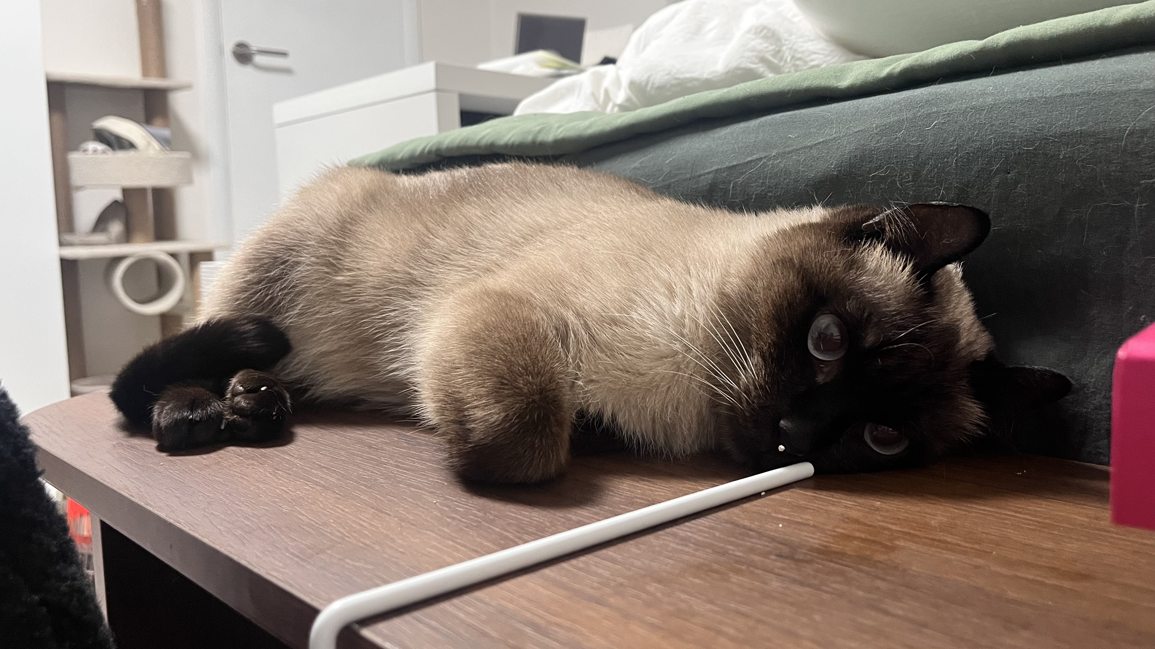 뿌숑(구 샤미)의 입양 후기