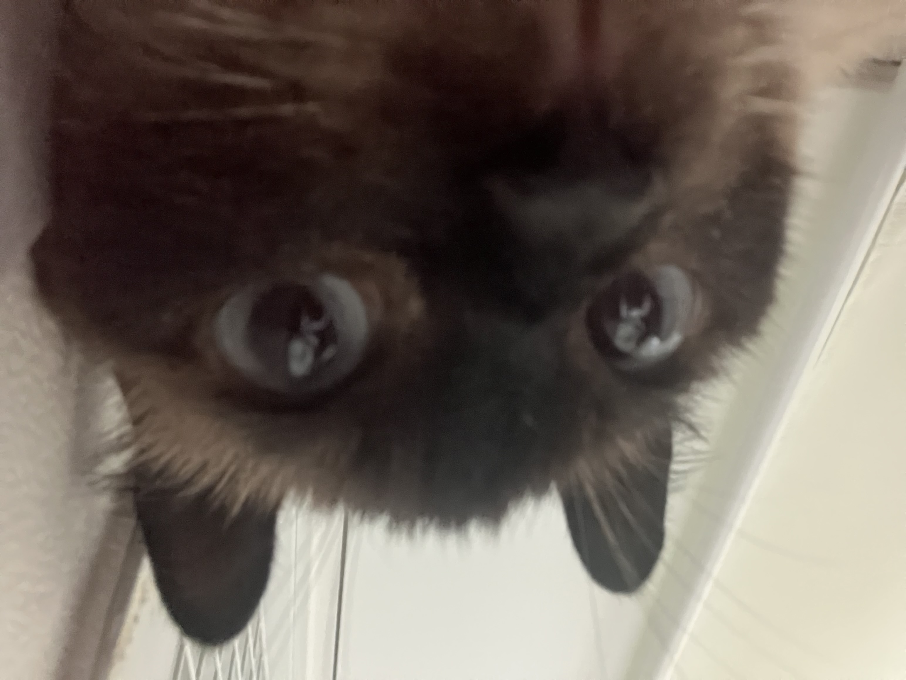 뿌숑(구 샤미)의 입양 후기