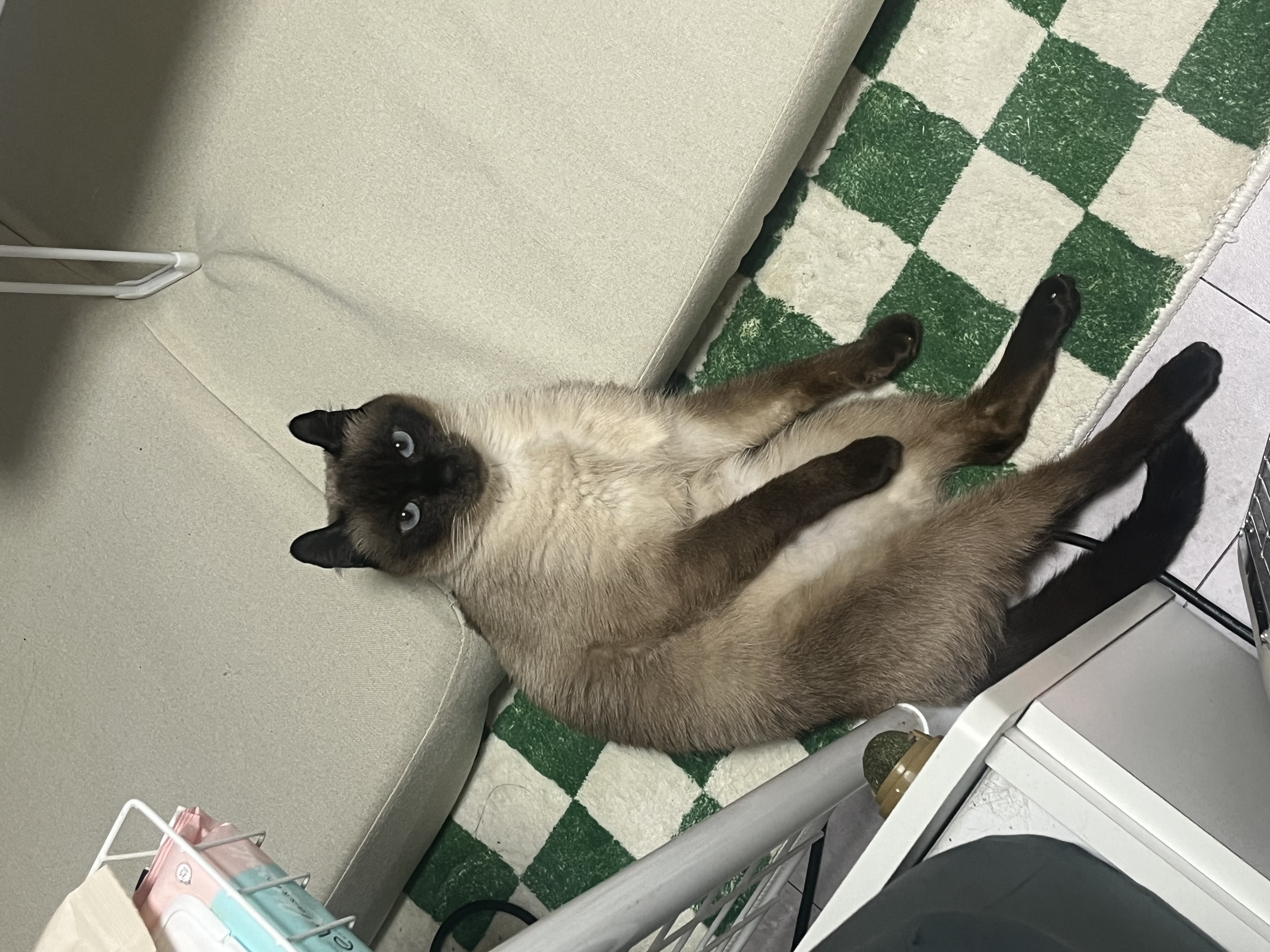 뿌숑(구 샤미)의 입양 후기