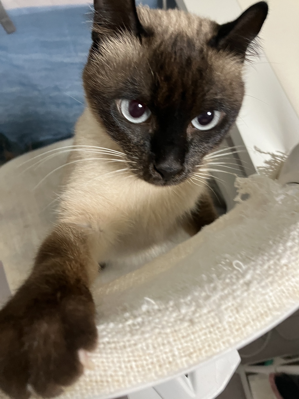 뿌숑(구 샤미)의 입양 후기