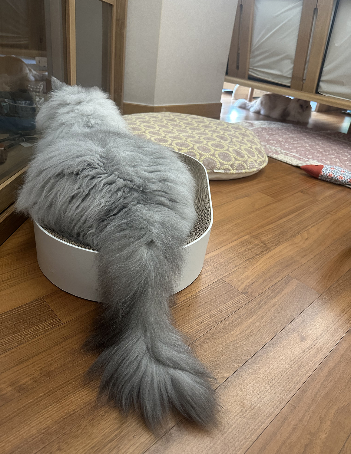 늠름대장 회장이, 날쌘돌이 베비와의 일주일