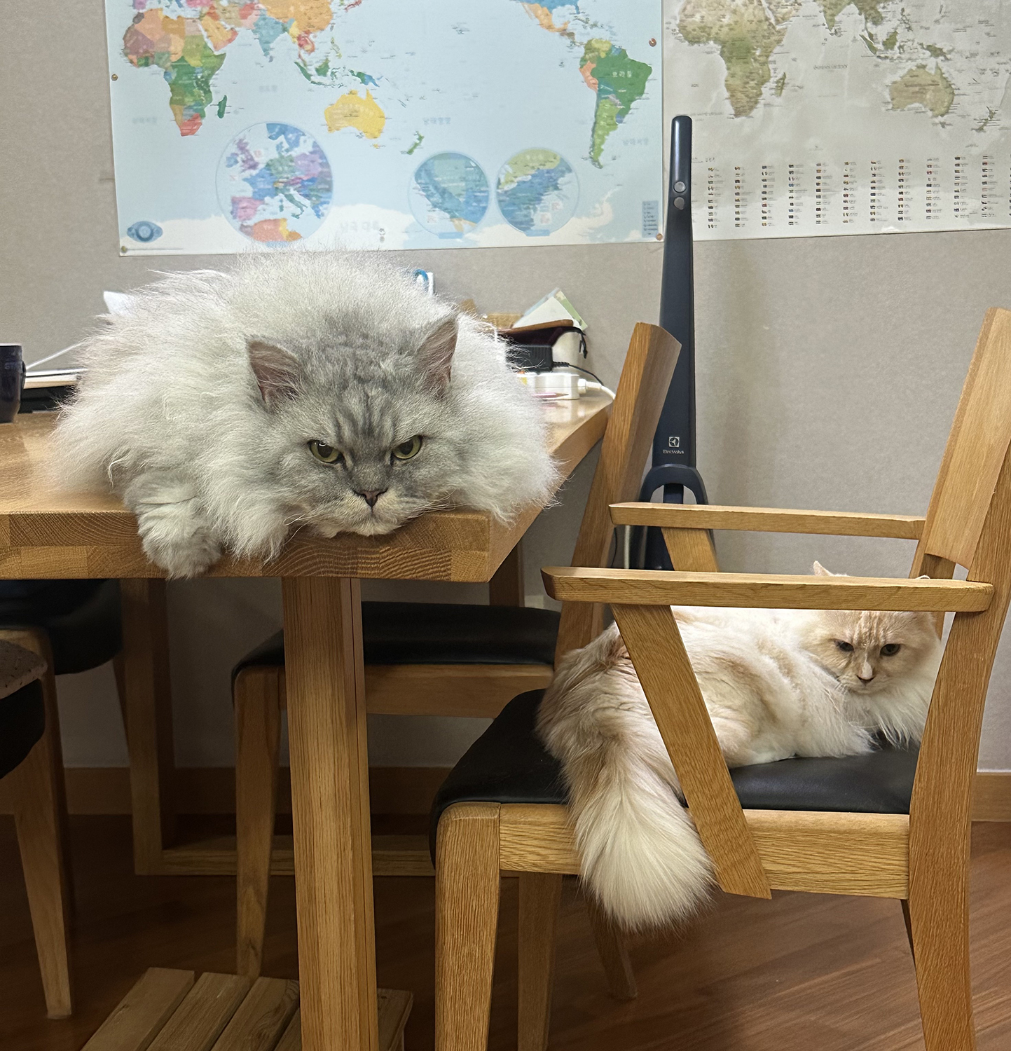 늠름대장 회장이, 날쌘돌이 베비와의 일주일