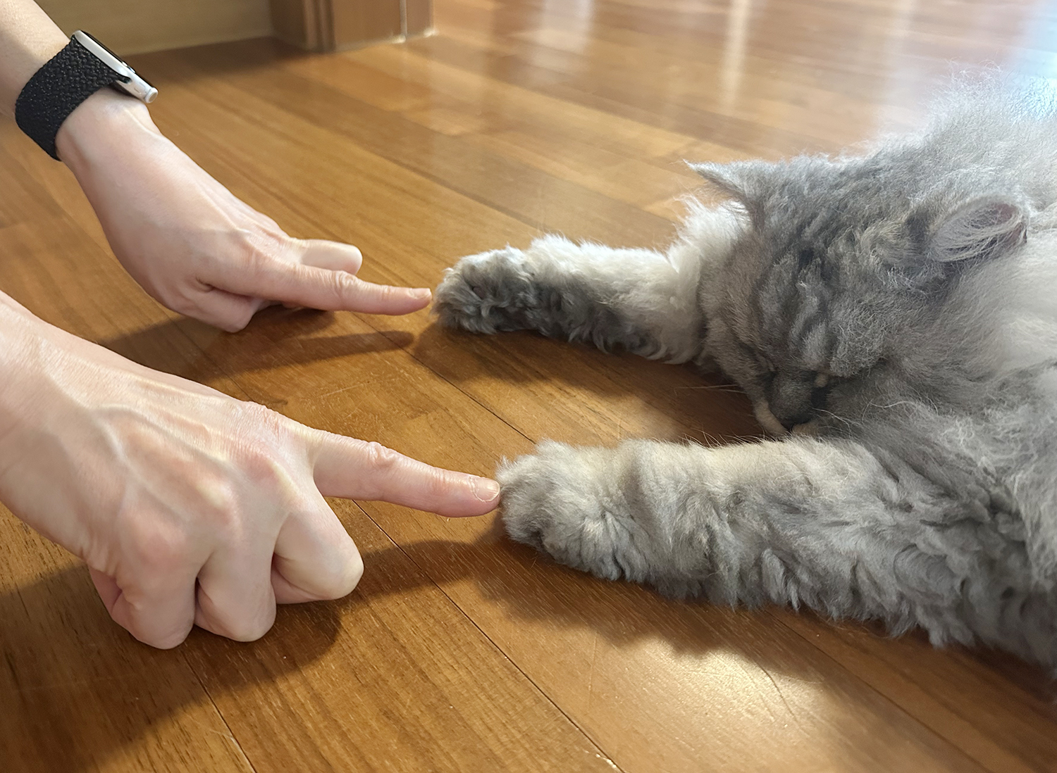 늠름대장 회장이, 날쌘돌이 베비와의 일주일