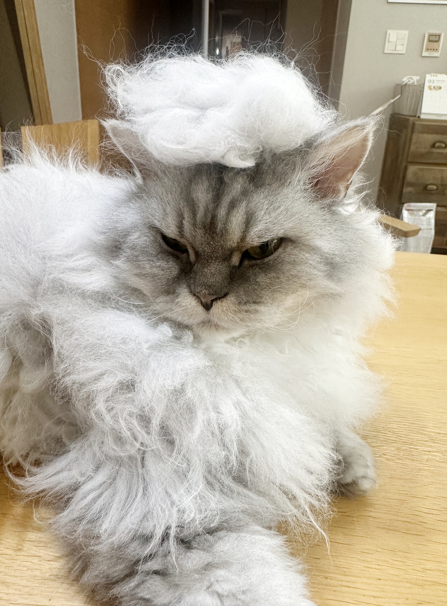 늠름대장 회장이, 날쌘돌이 베비와의 일주일