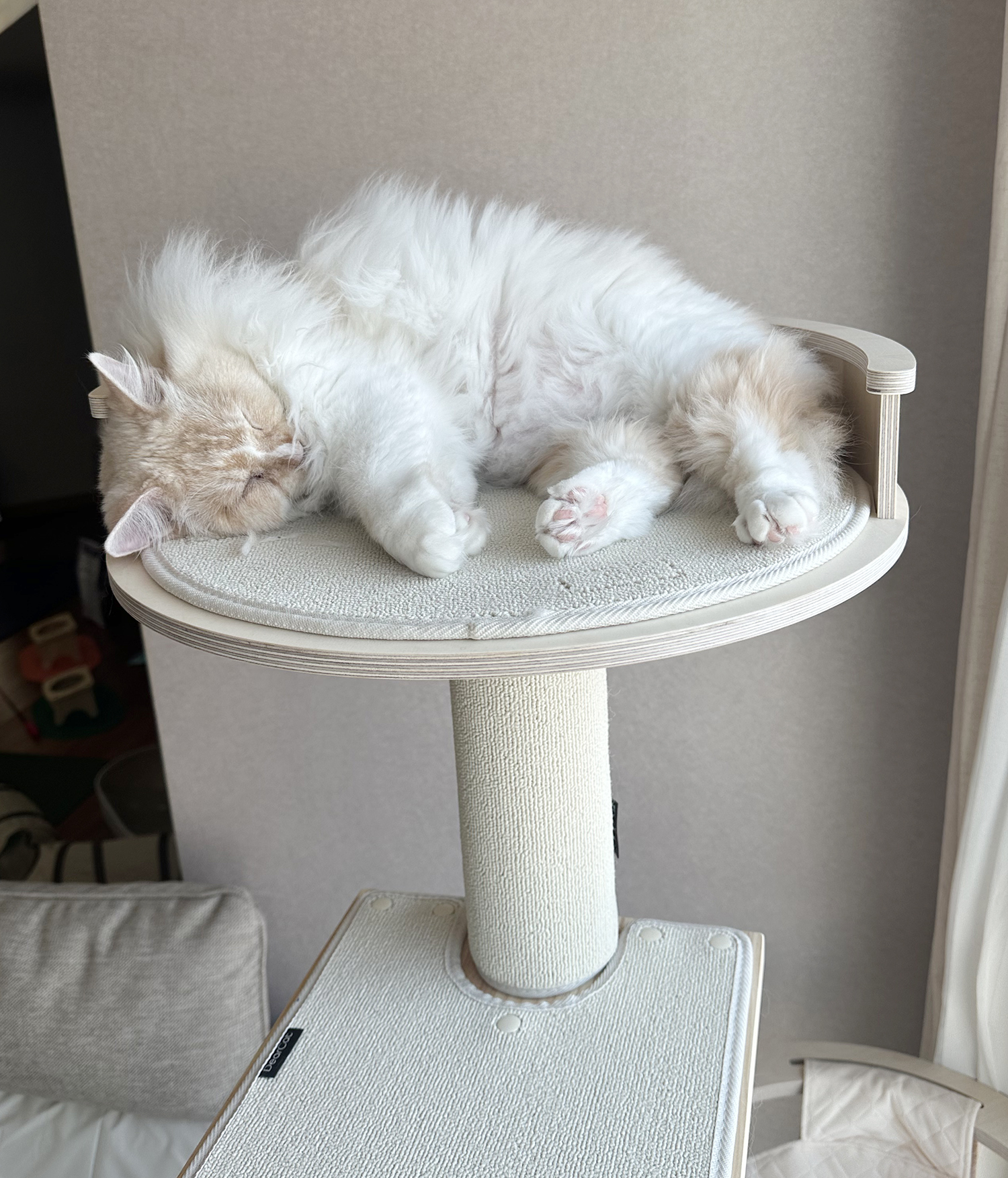 늠름대장 회장이, 날쌘돌이 베비와의 일주일