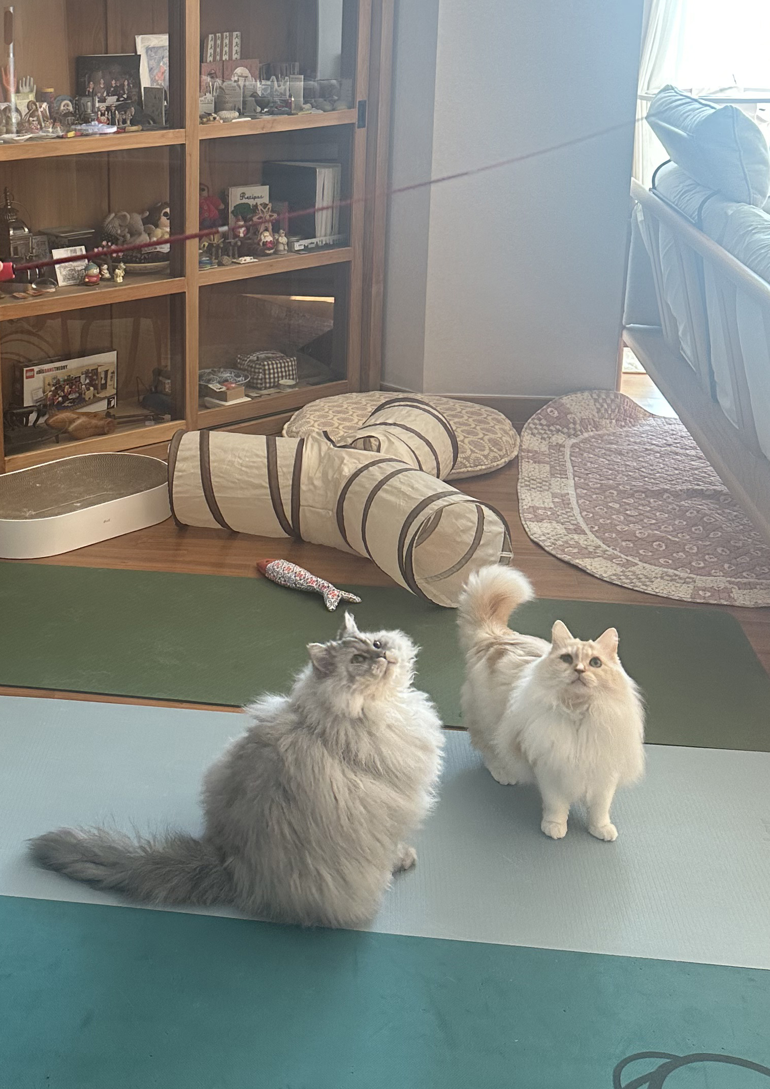 늠름대장 회장이, 날쌘돌이 베비와의 일주일