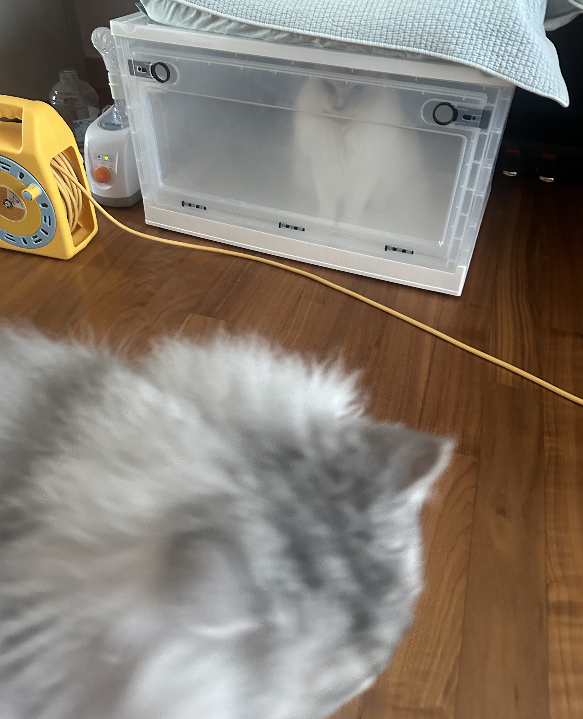 늠름대장 회장이, 날쌘돌이 베비와의 일주일