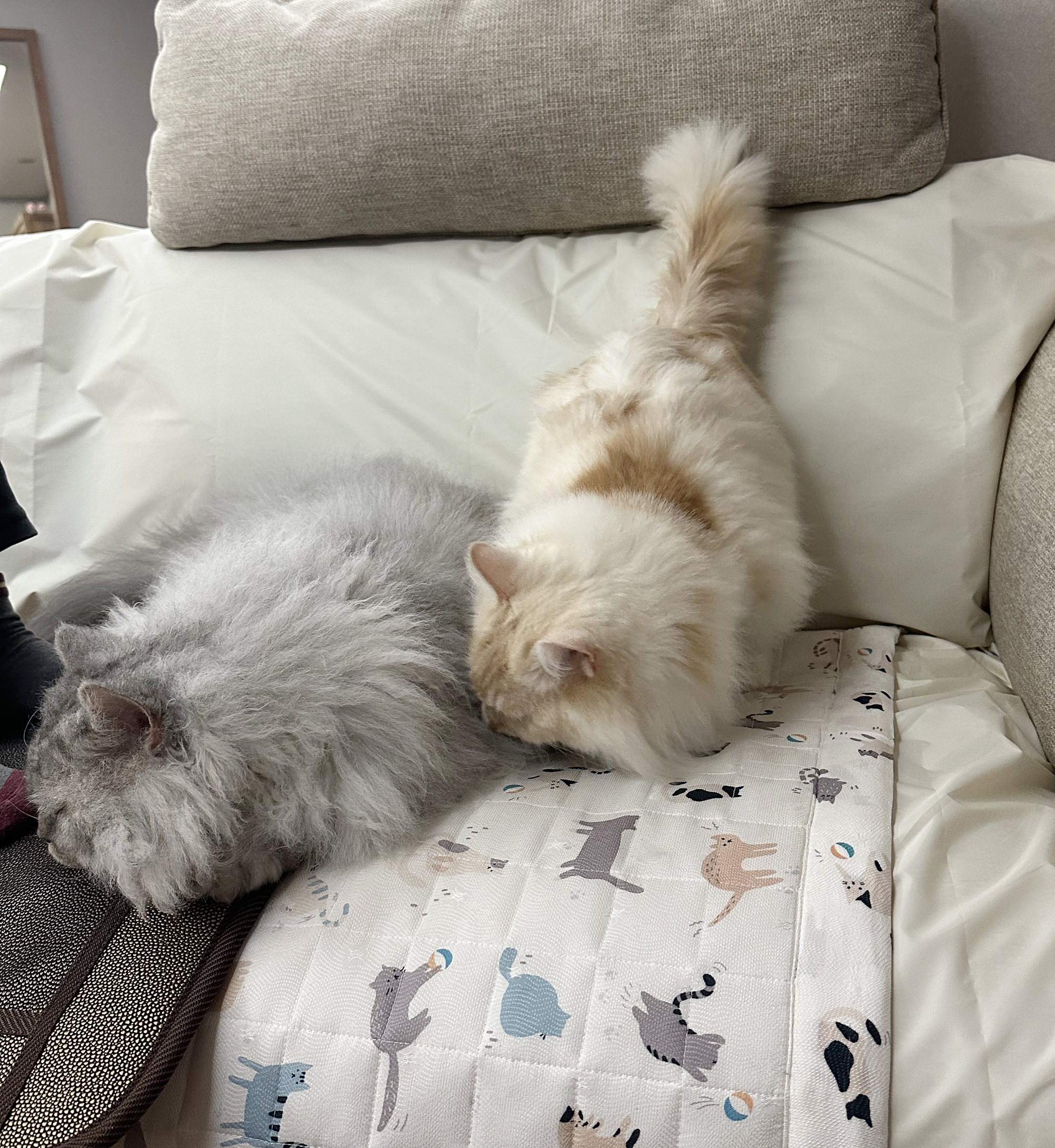 늠름대장 회장이, 날쌘돌이 베비와의 일주일