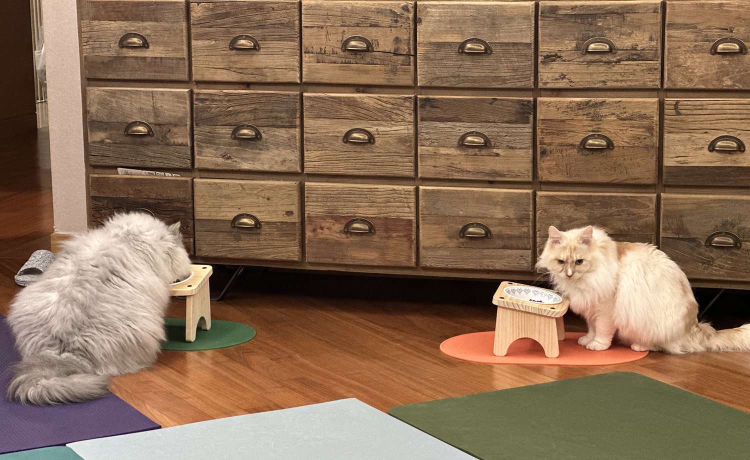 늠름대장 회장이, 날쌘돌이 베비와의 일주일