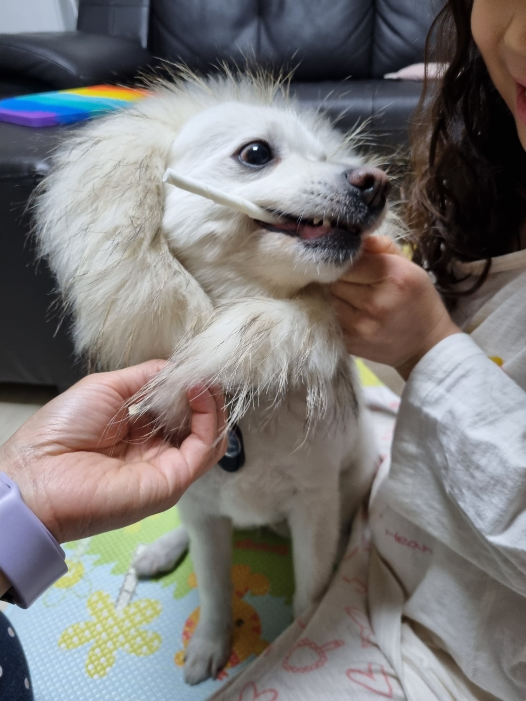 럭키(舊 아유) 임시보호 3개월(입양 전환) 이야기