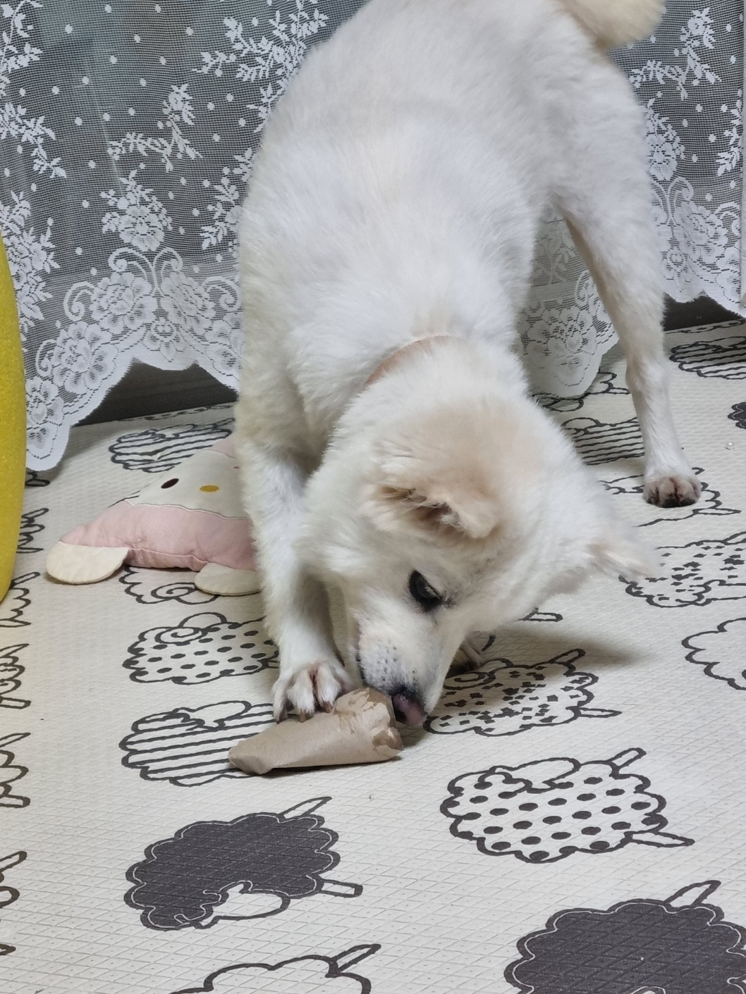 럭키(舊 아유) 임시보호 3개월(입양 전환) 이야기