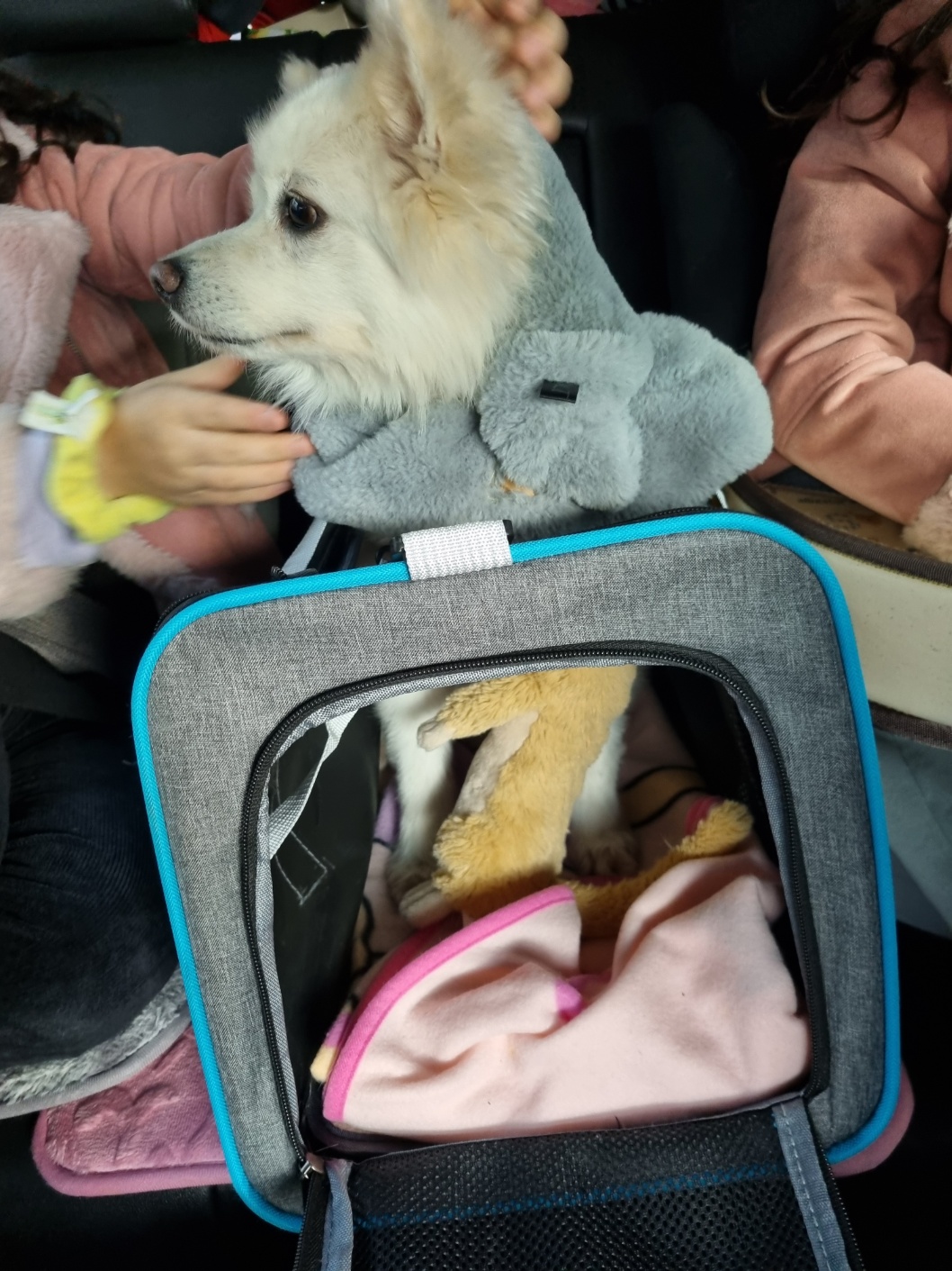 럭키(舊 아유) 임시보호 3개월(입양 전환) 이야기