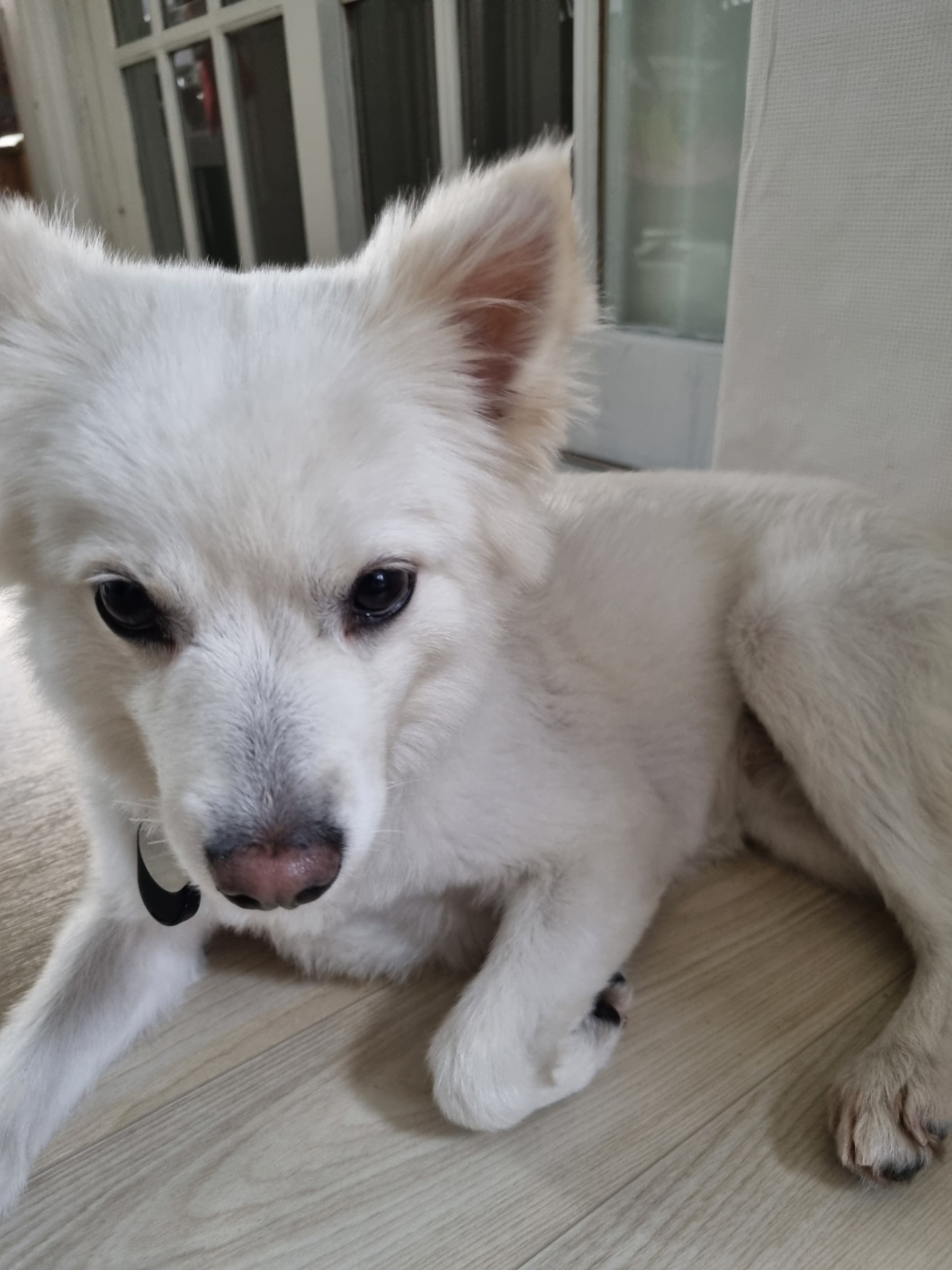 럭키(舊 아유) 임시보호 3개월(입양 전환) 이야기