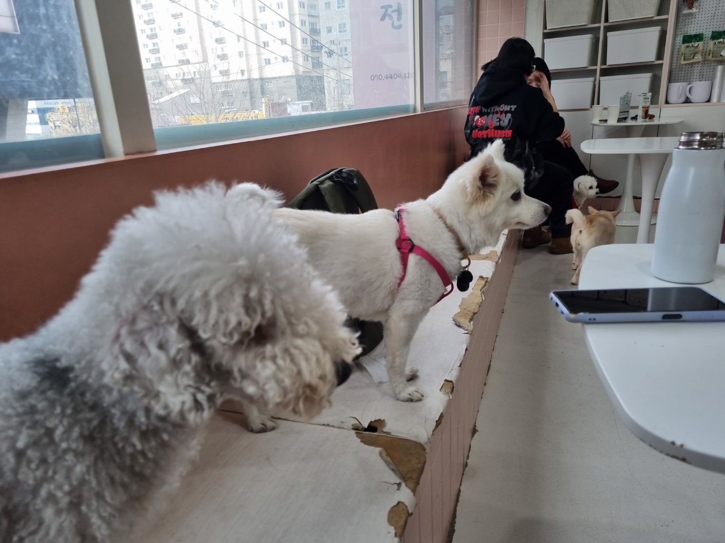 럭키(舊 아유) 임시보호 3개월(입양 전환) 이야기