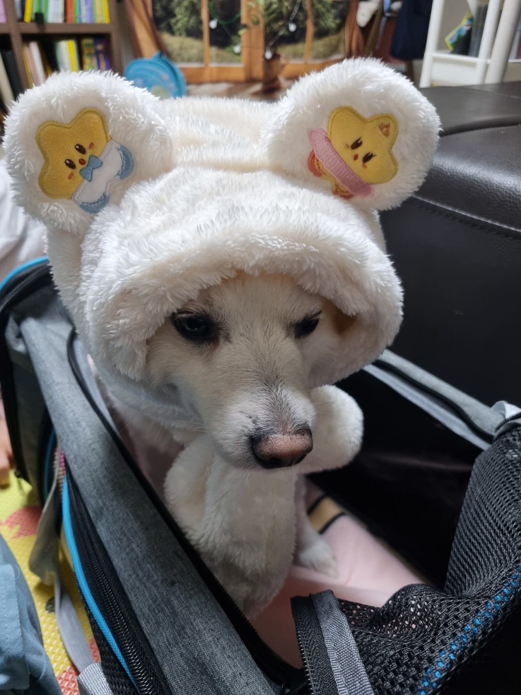 럭키(舊 아유) 임시보호 3개월(입양 전환) 이야기