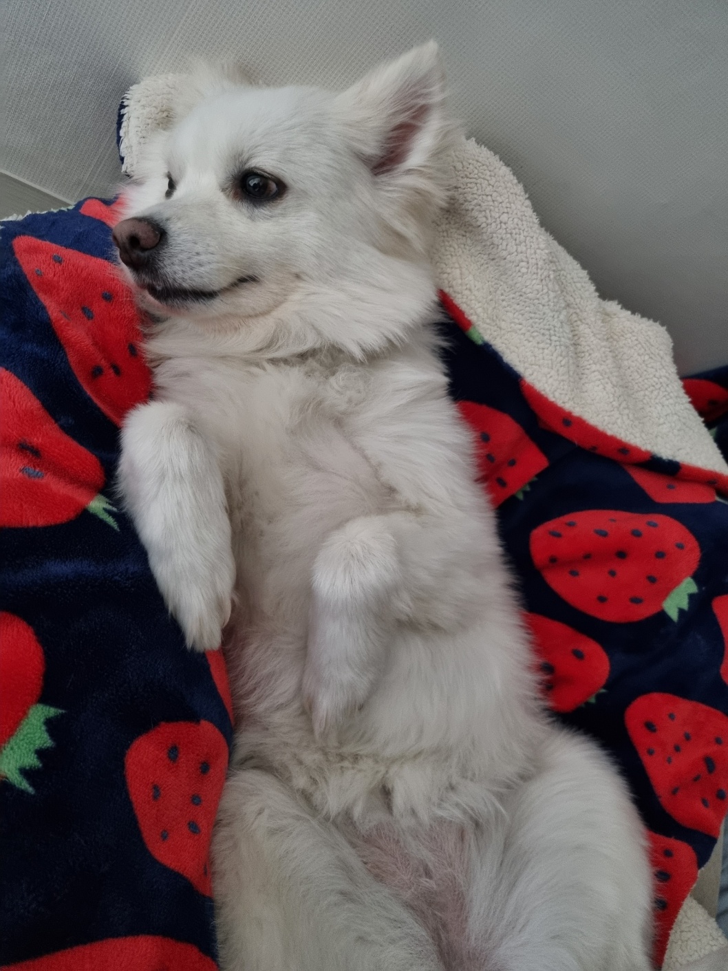 럭키(舊 아유) 임시보호 3개월(입양 전환) 이야기