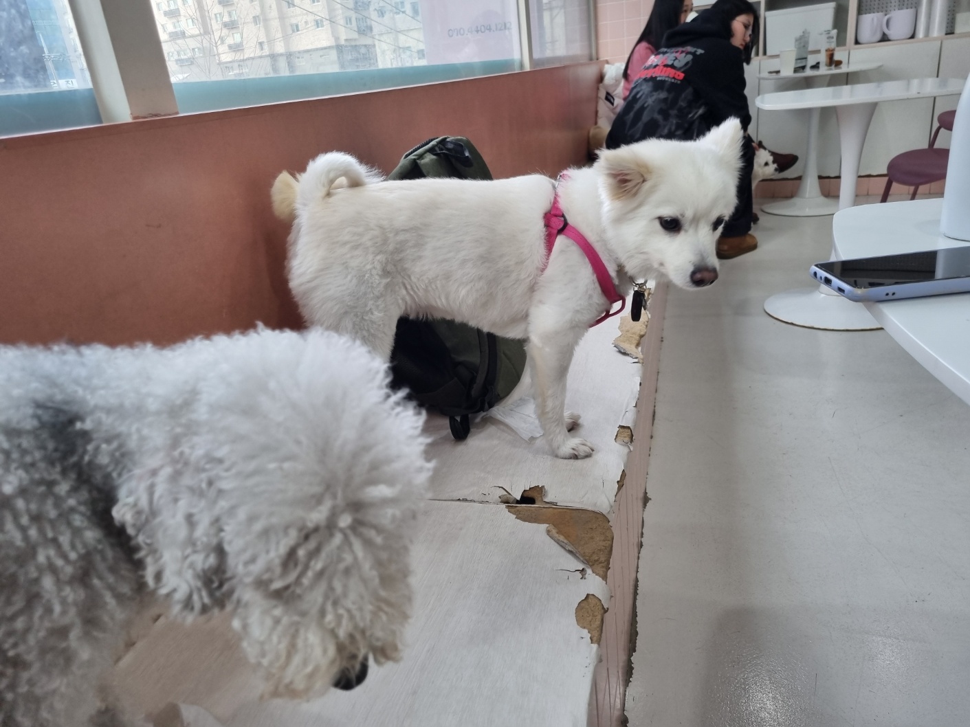 럭키(舊 아유) 임시보호 3개월(입양 전환) 이야기