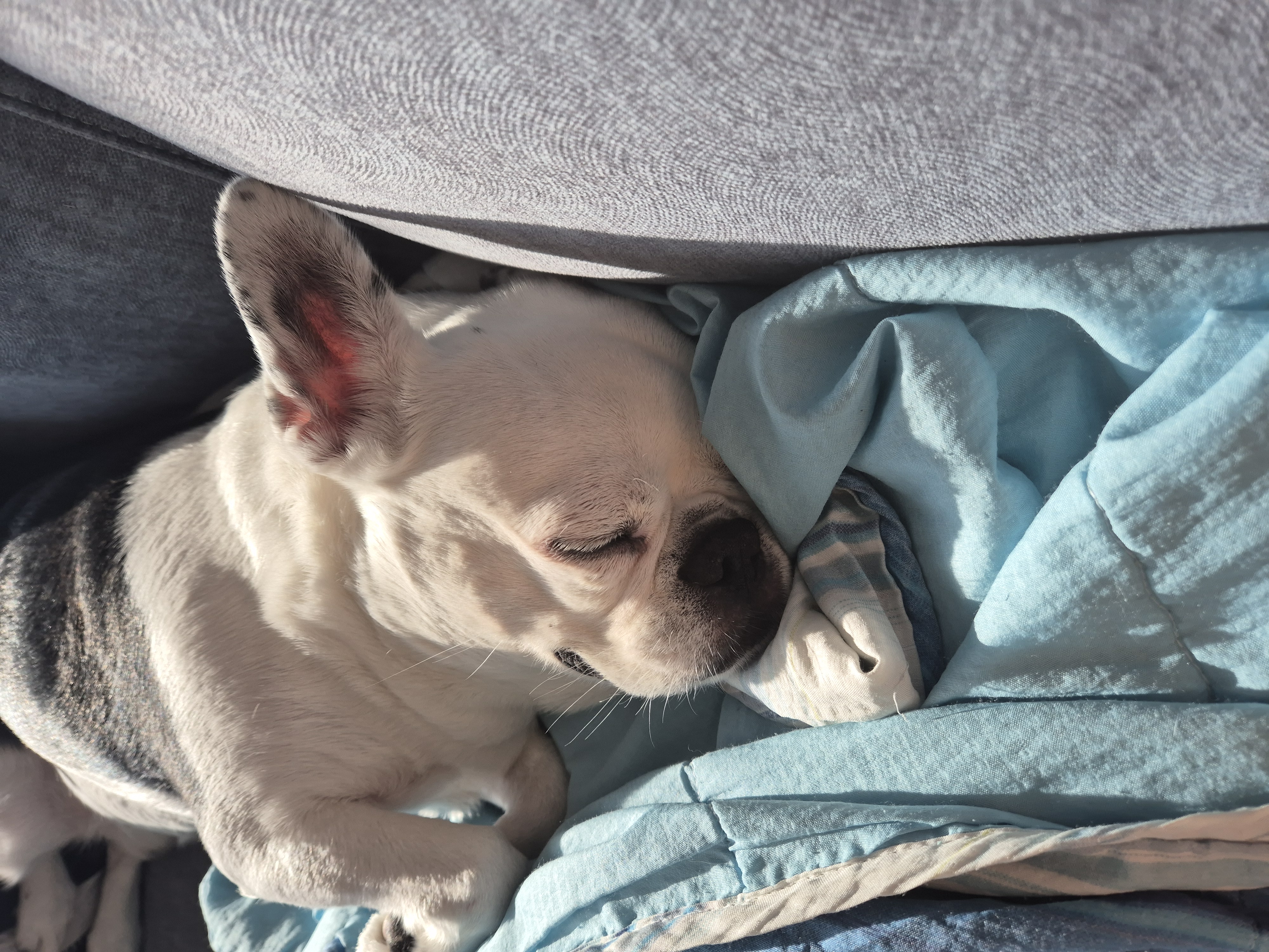 애둥이 입양 만 3년^^