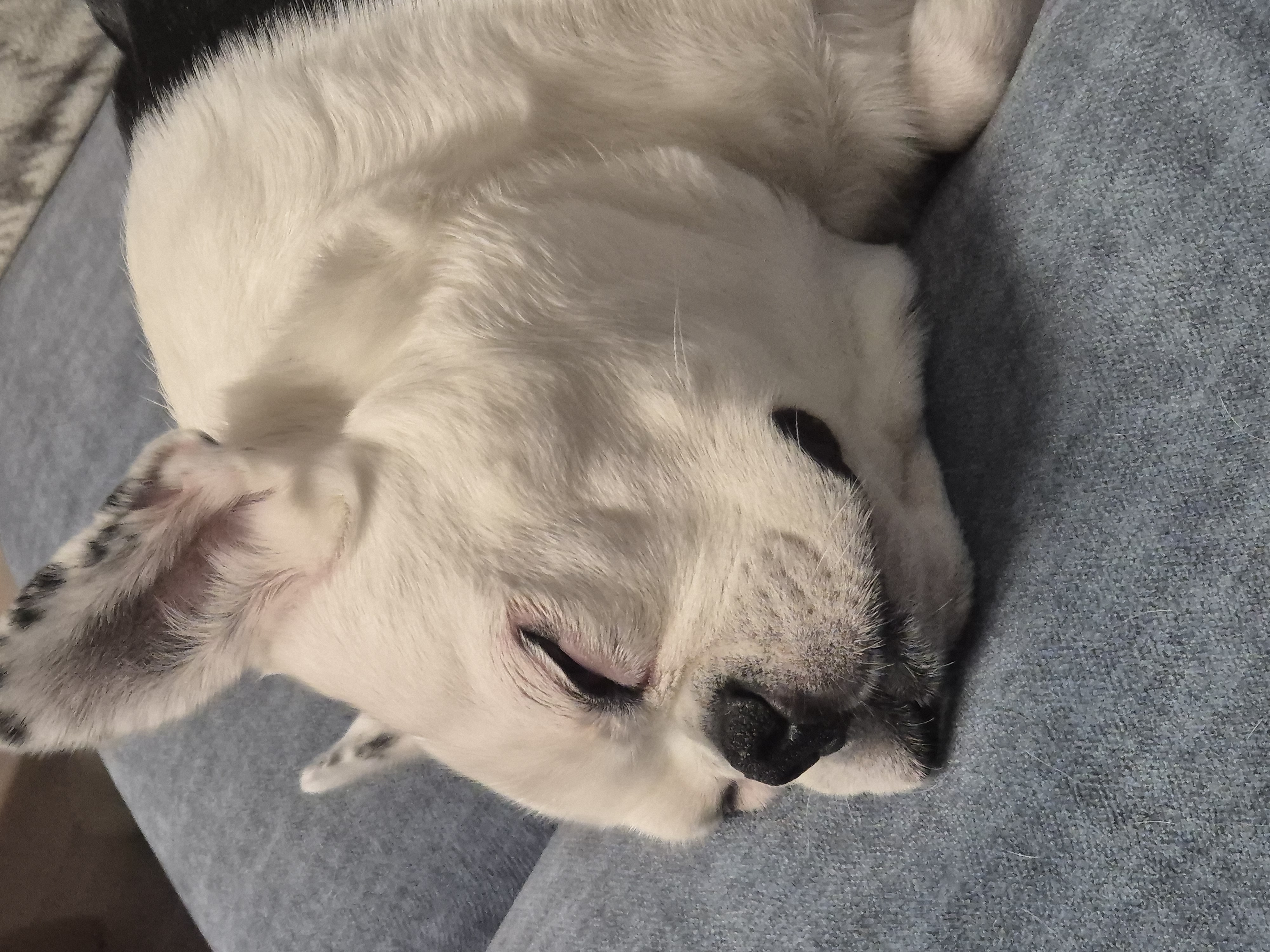 애둥이 입양 만 3년^^