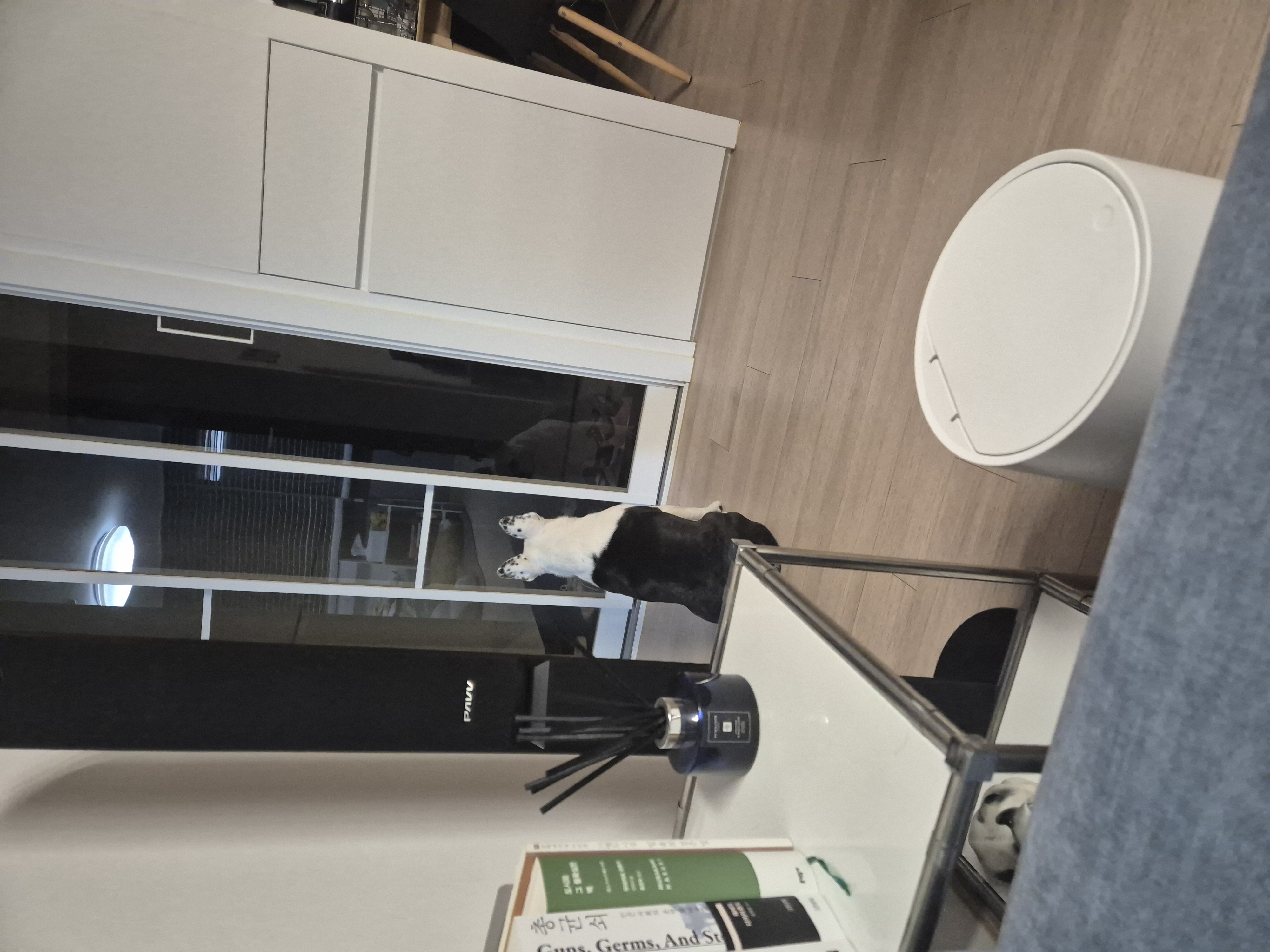 애둥이 입양 만 3년^^