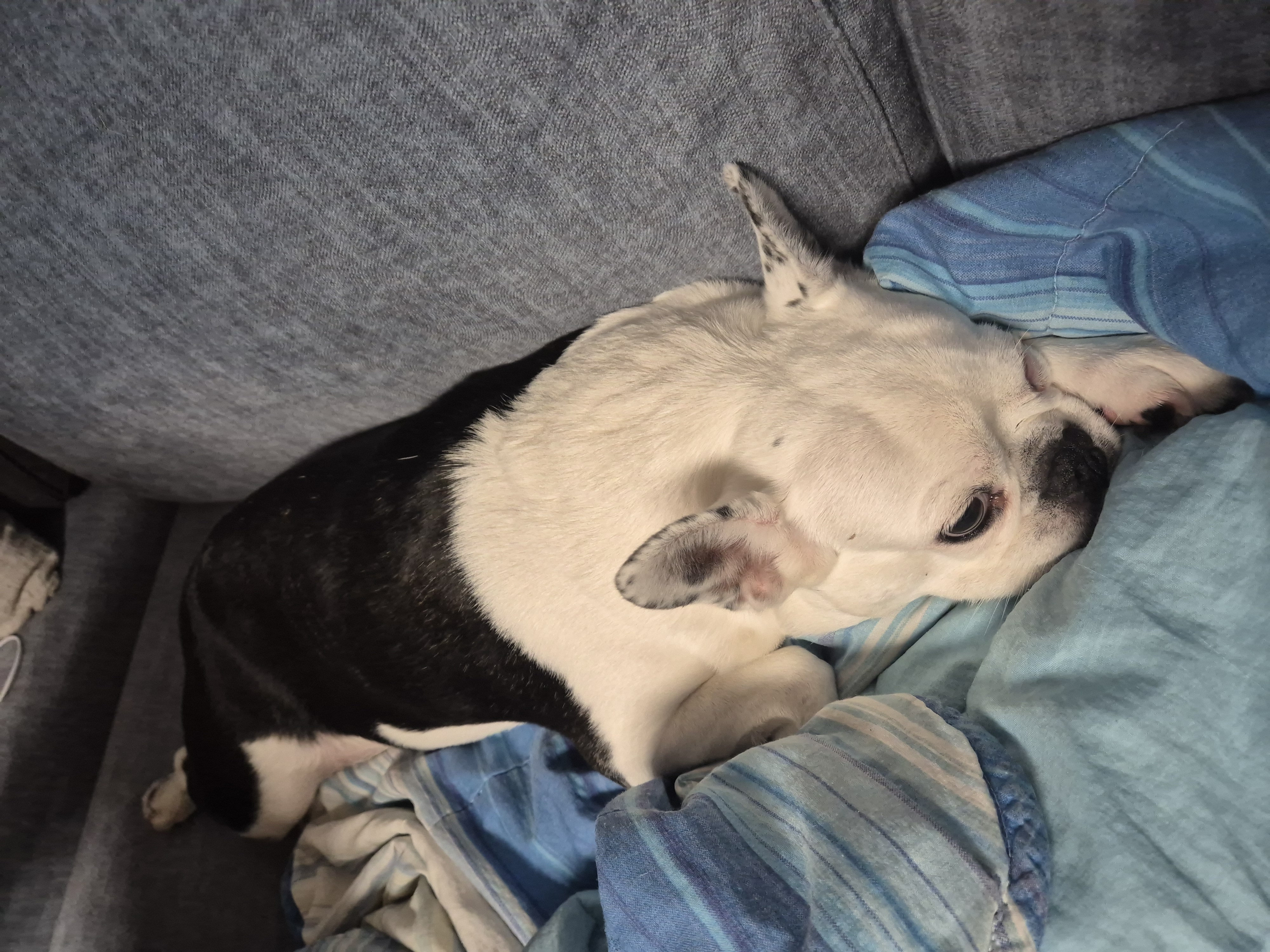 애둥이 입양 만 3년^^