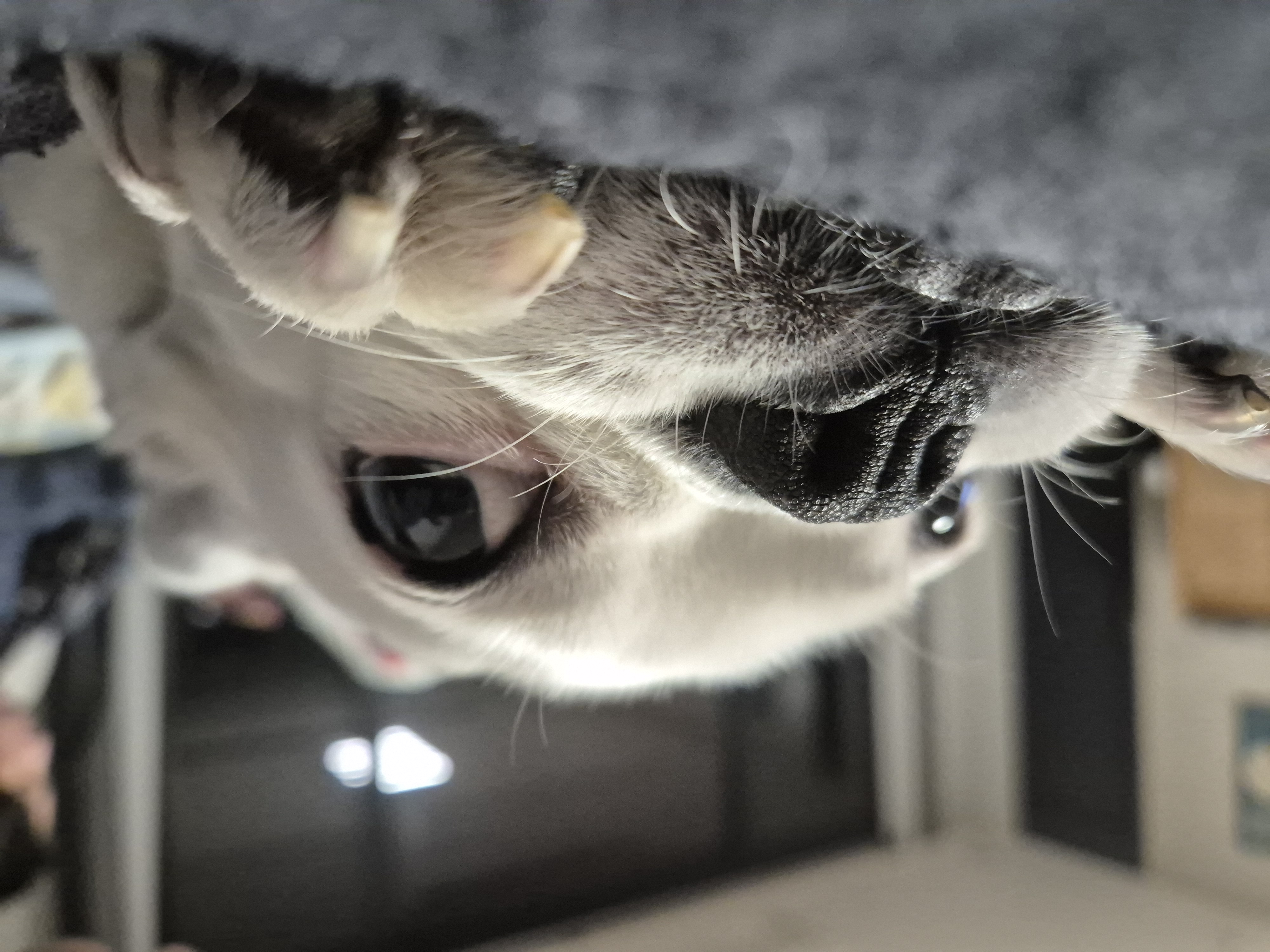 애둥이 입양 만 3년^^