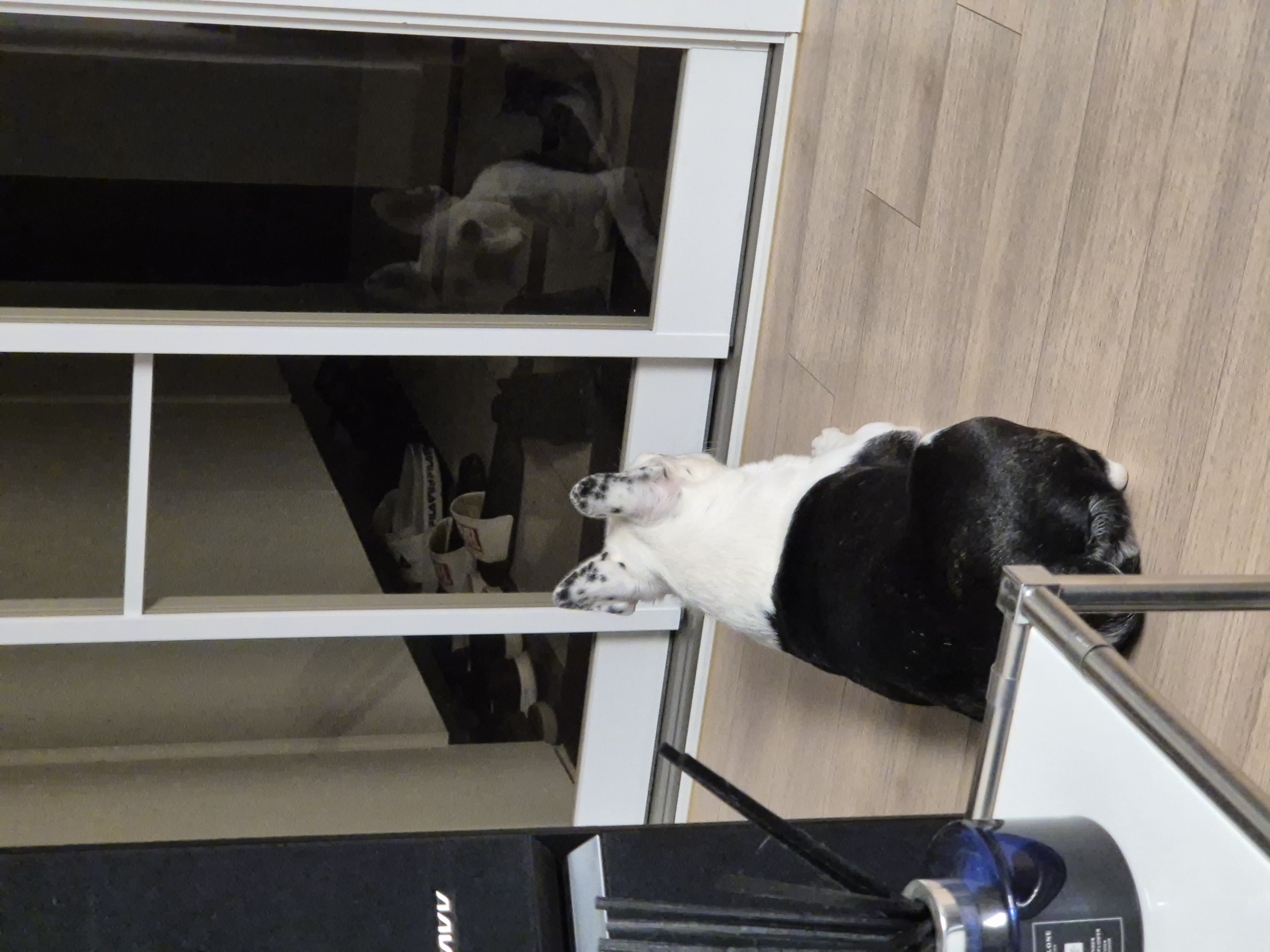 애둥이 입양 만 3년^^