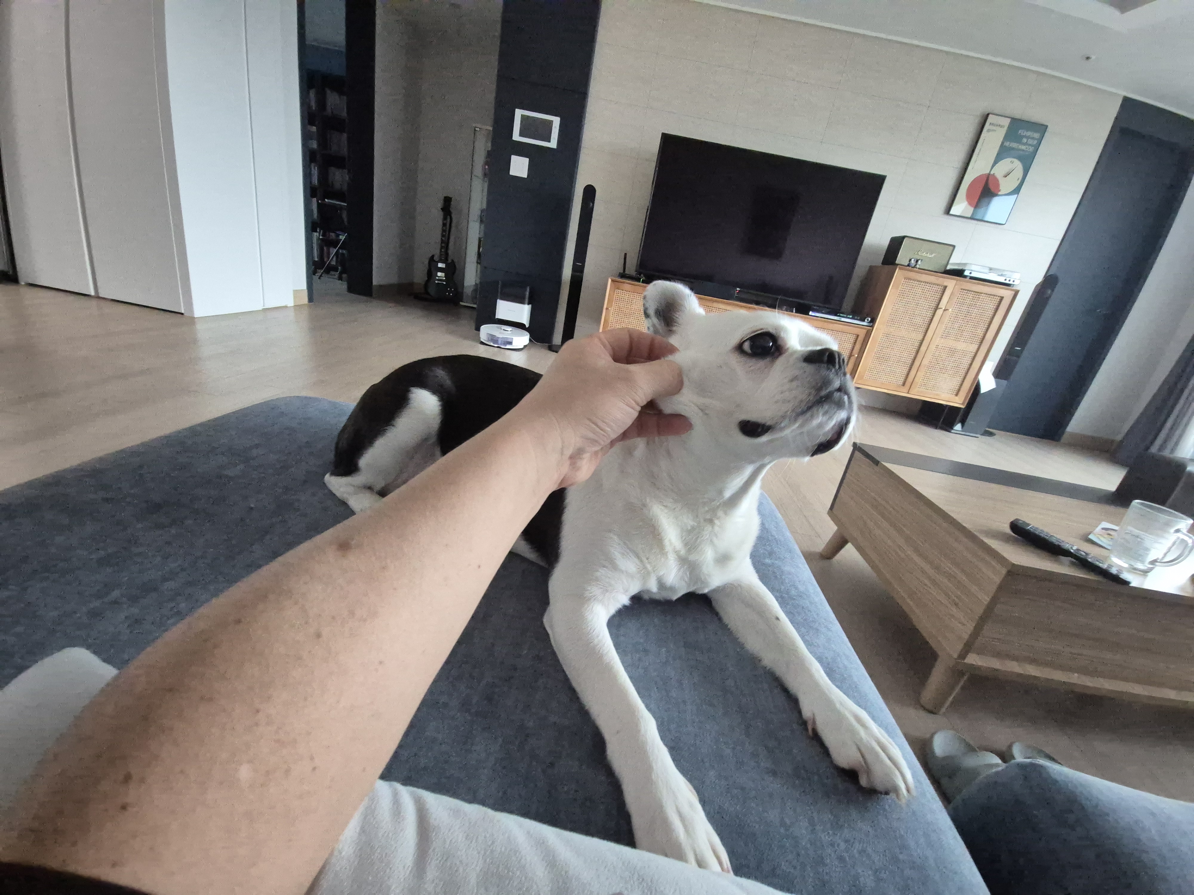 애둥이 입양 만 3년^^