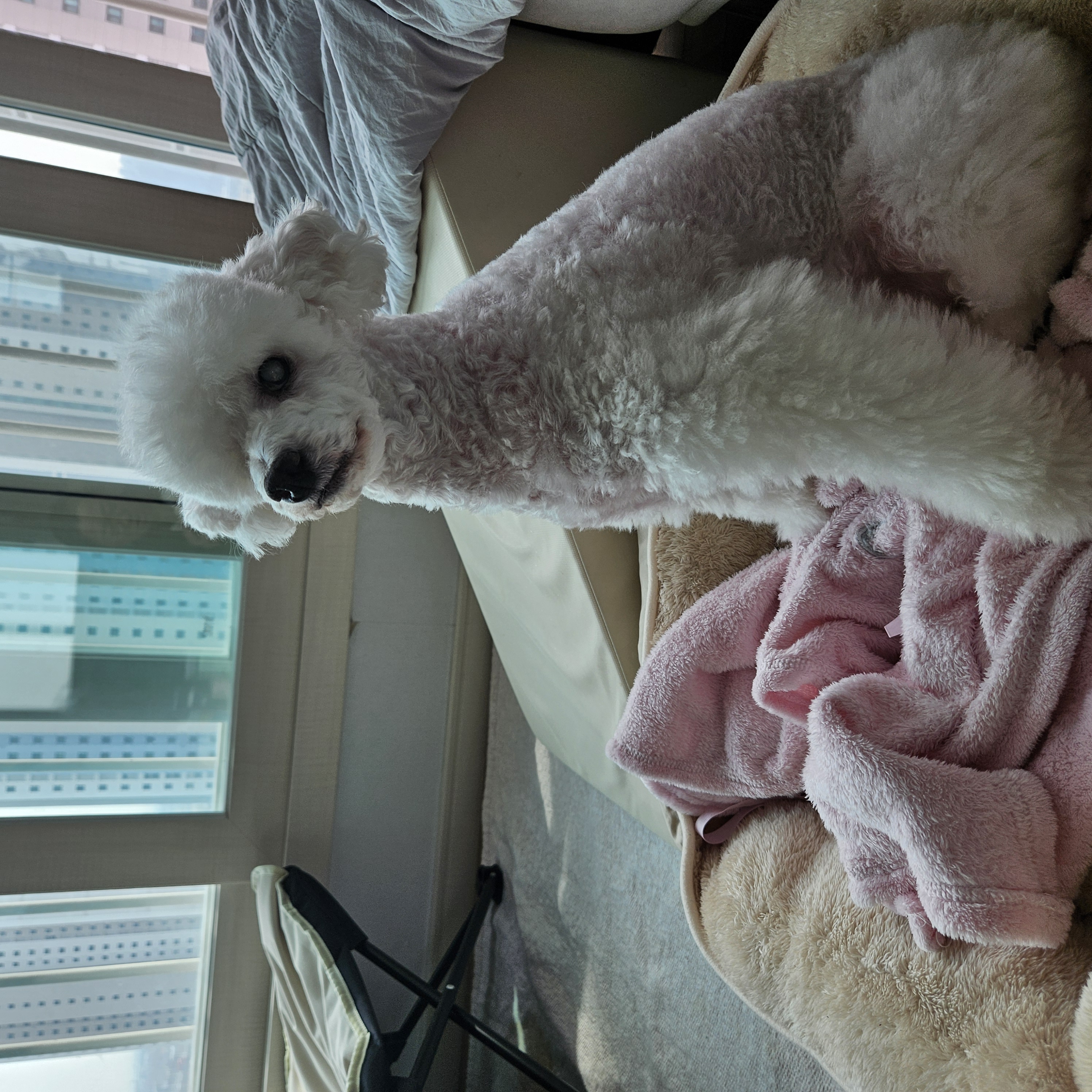 보령빛돌이(송이)소식