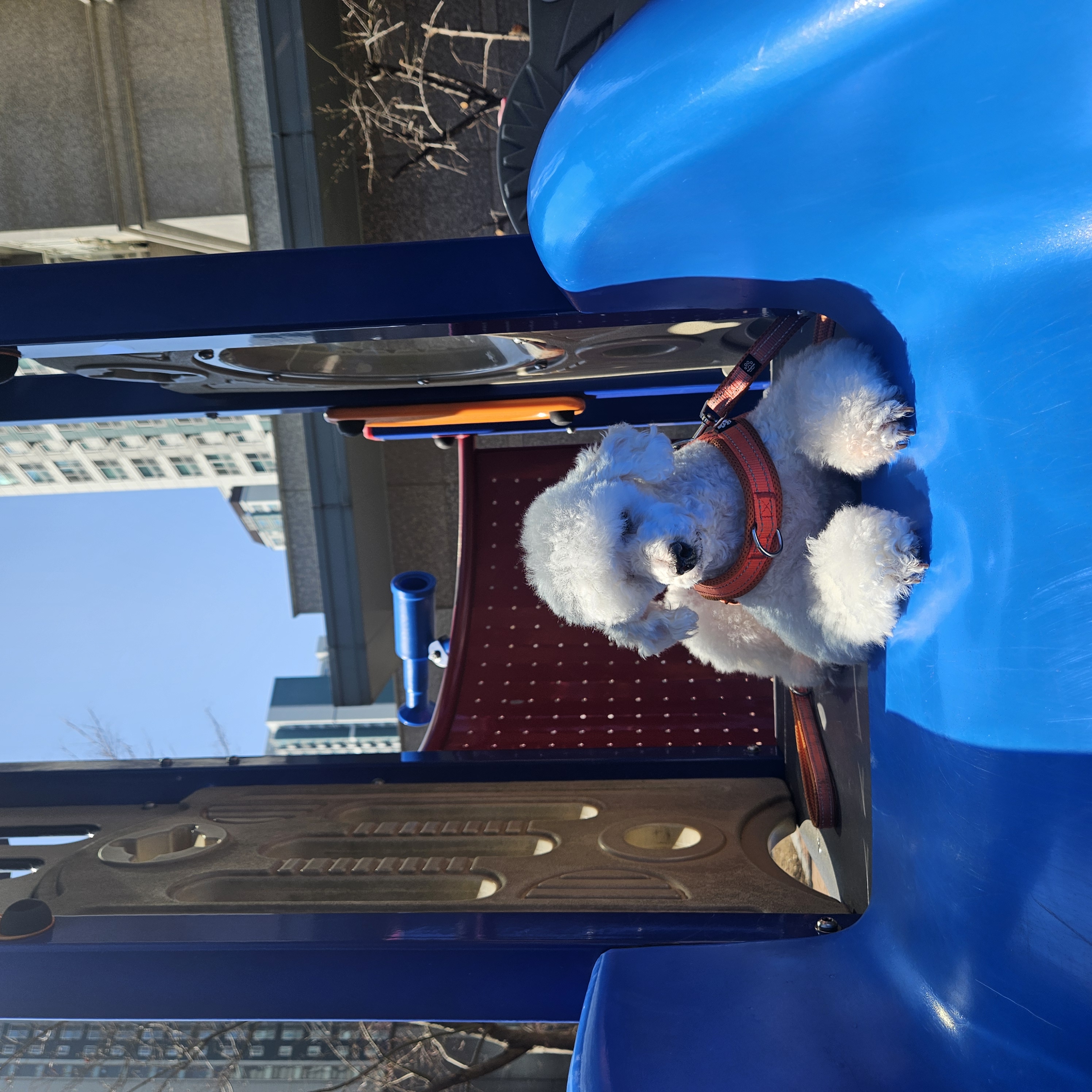 보령빛돌이(송이)소식