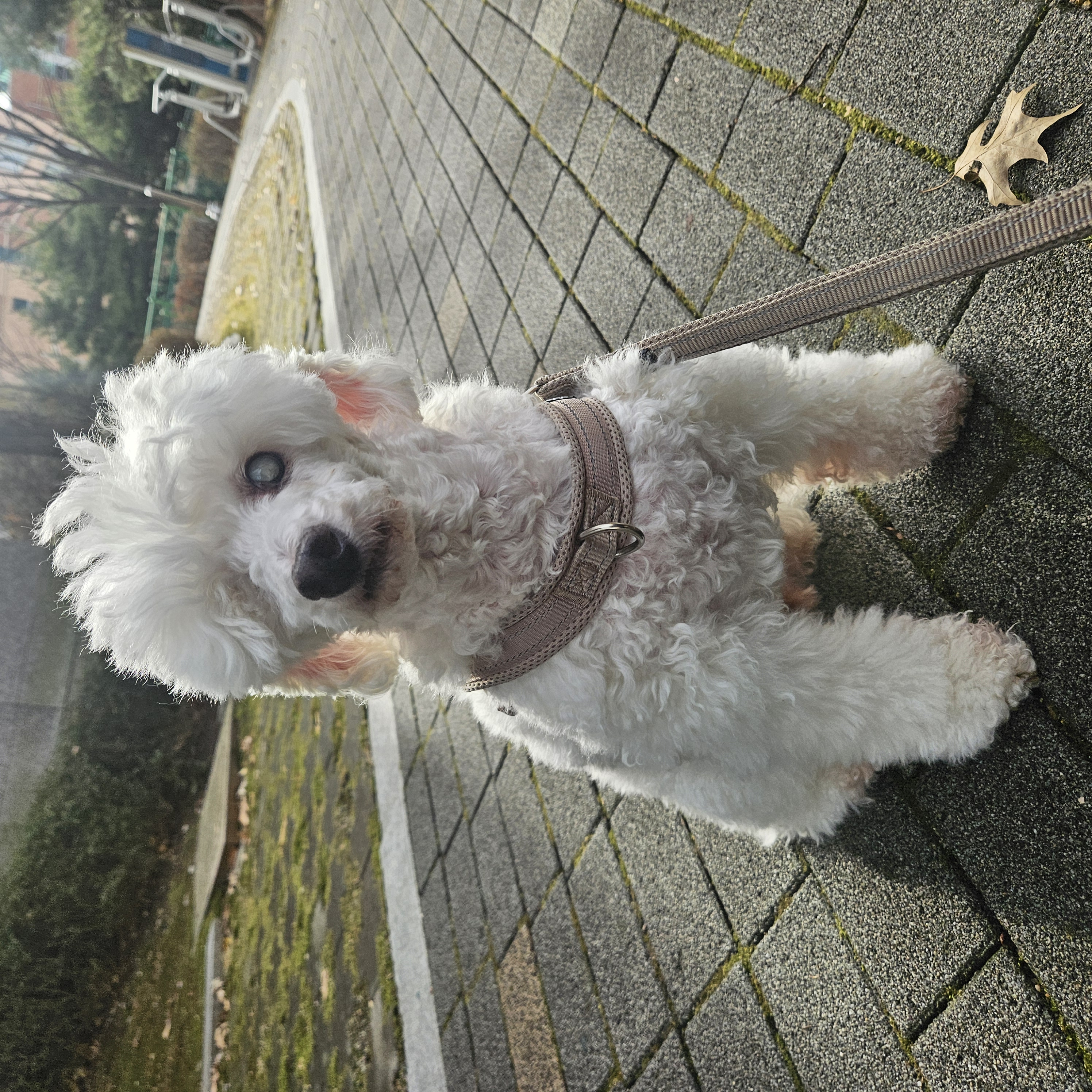 보령빛돌이(송이)소식