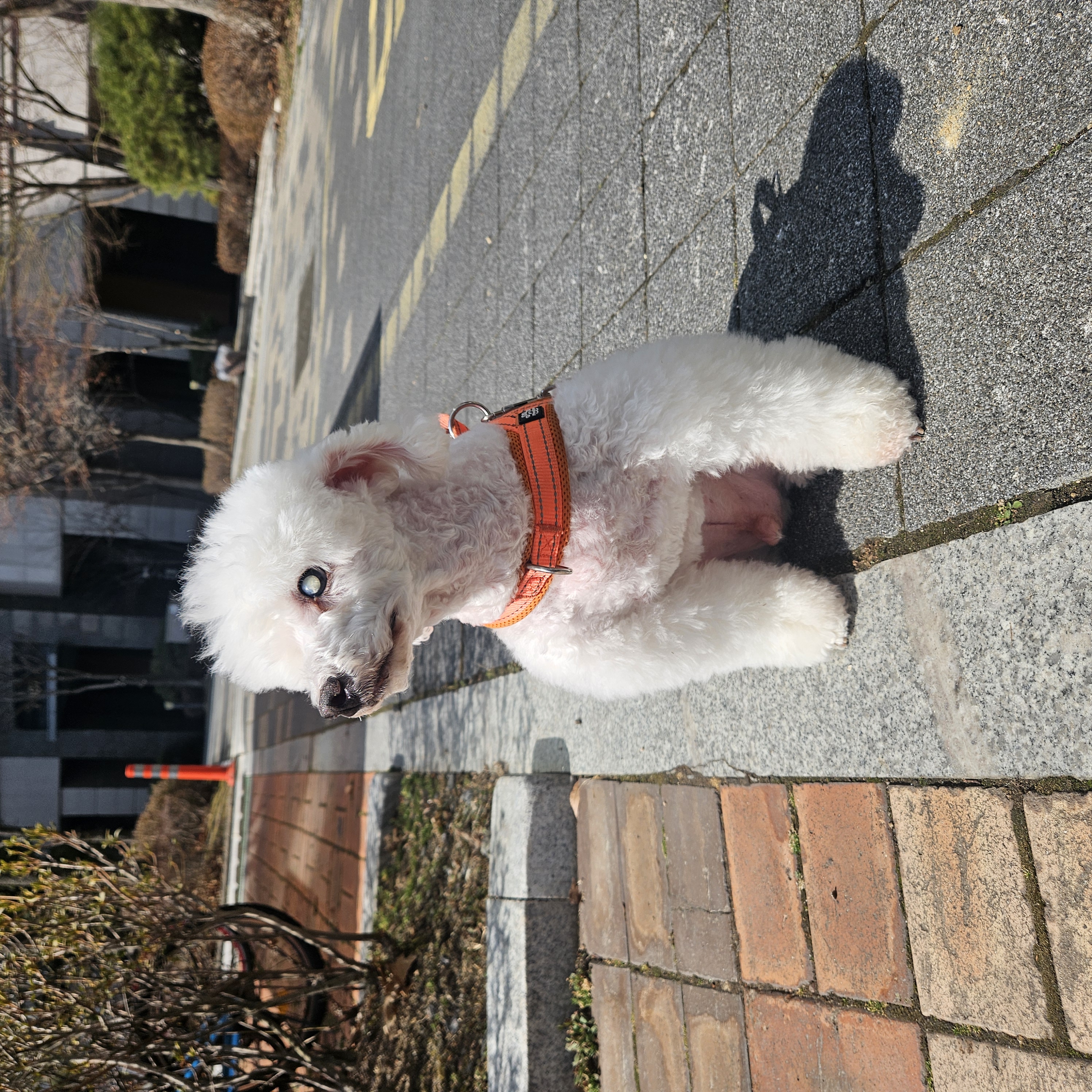 보령빛돌이(송이)소식