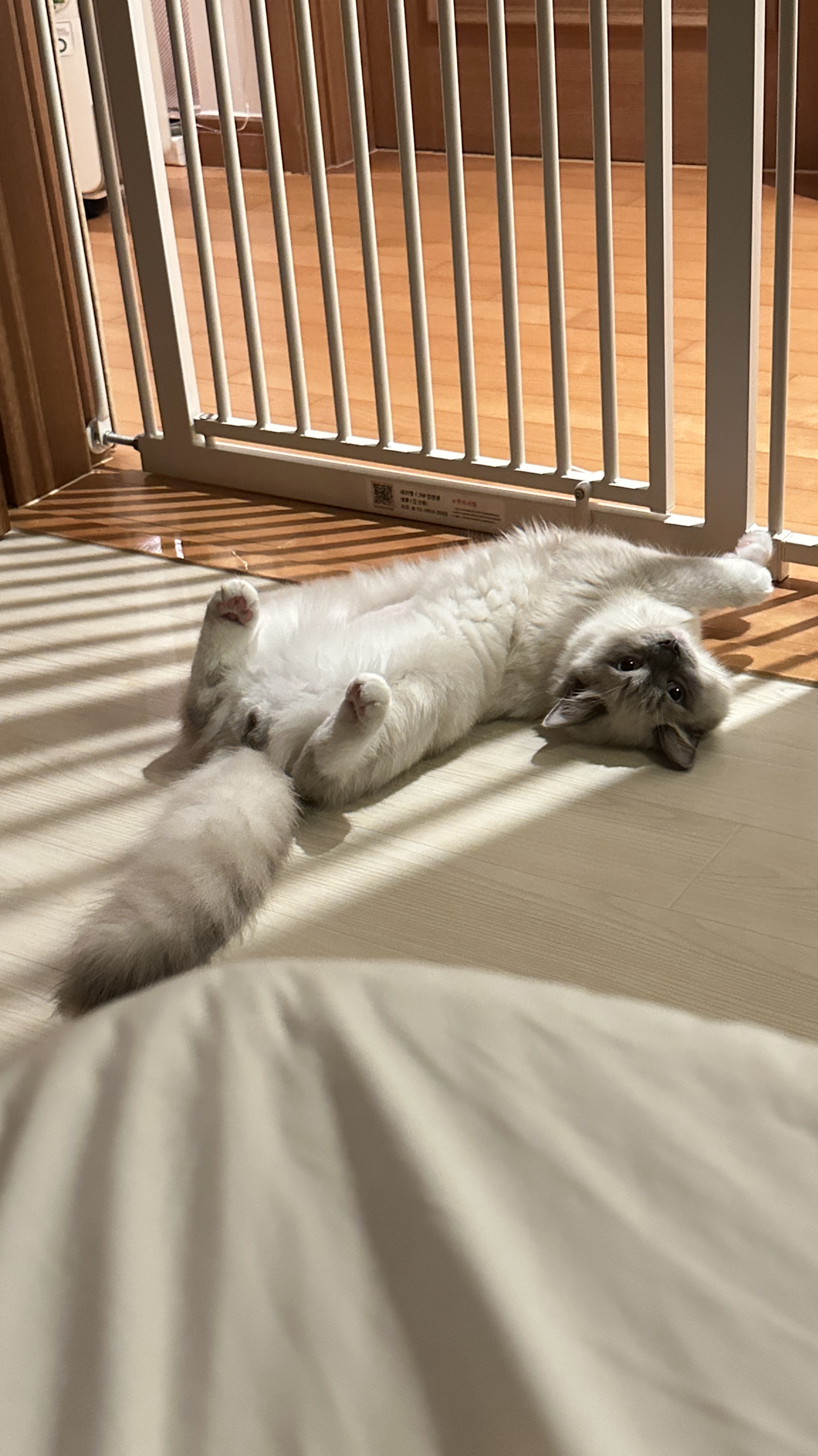 비누 - 📅 입양 1개월 차 후기 🐾