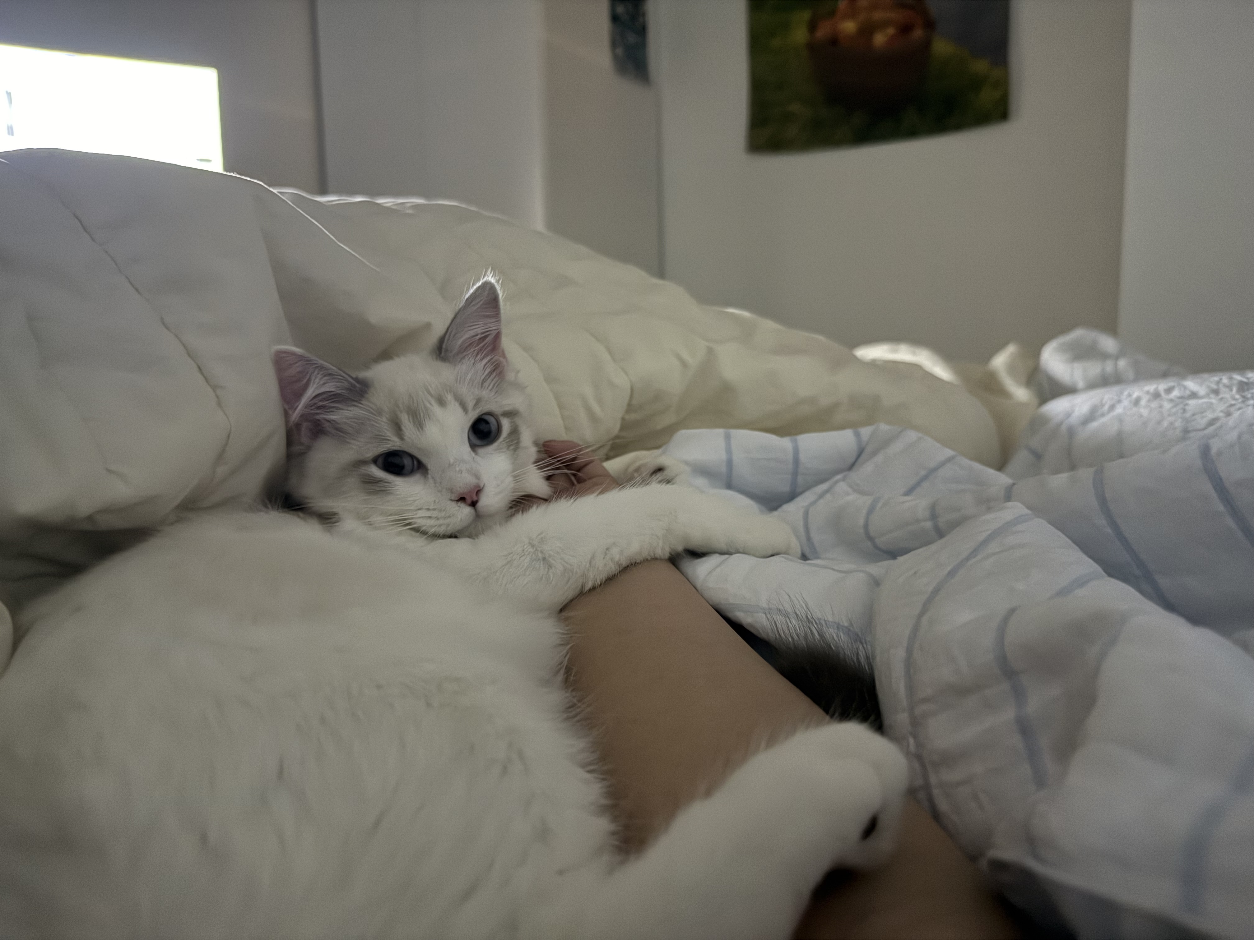 고로롱과의 세달:) <울산 구조묘 동둘이>