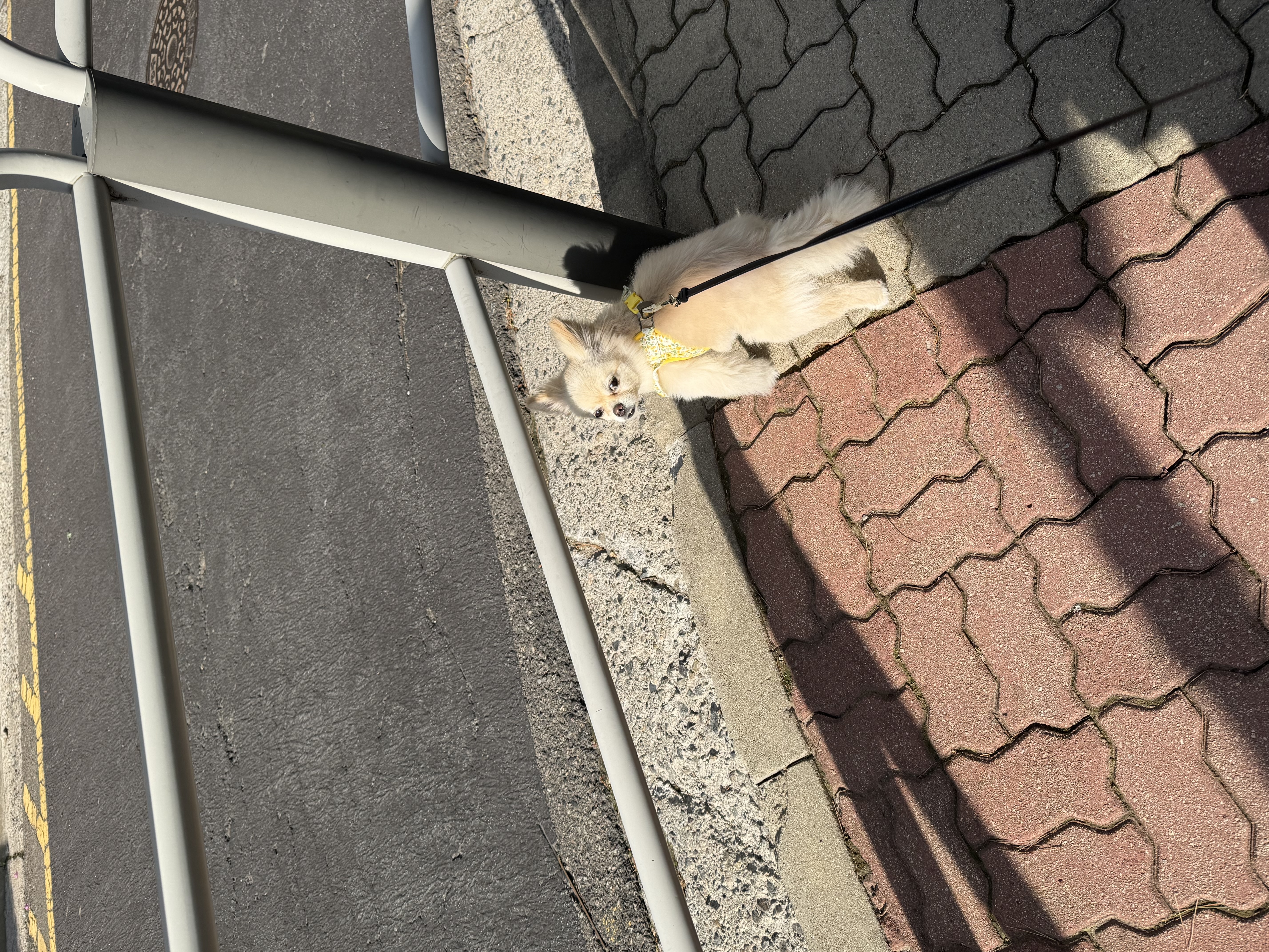 키라 입양 1주일째