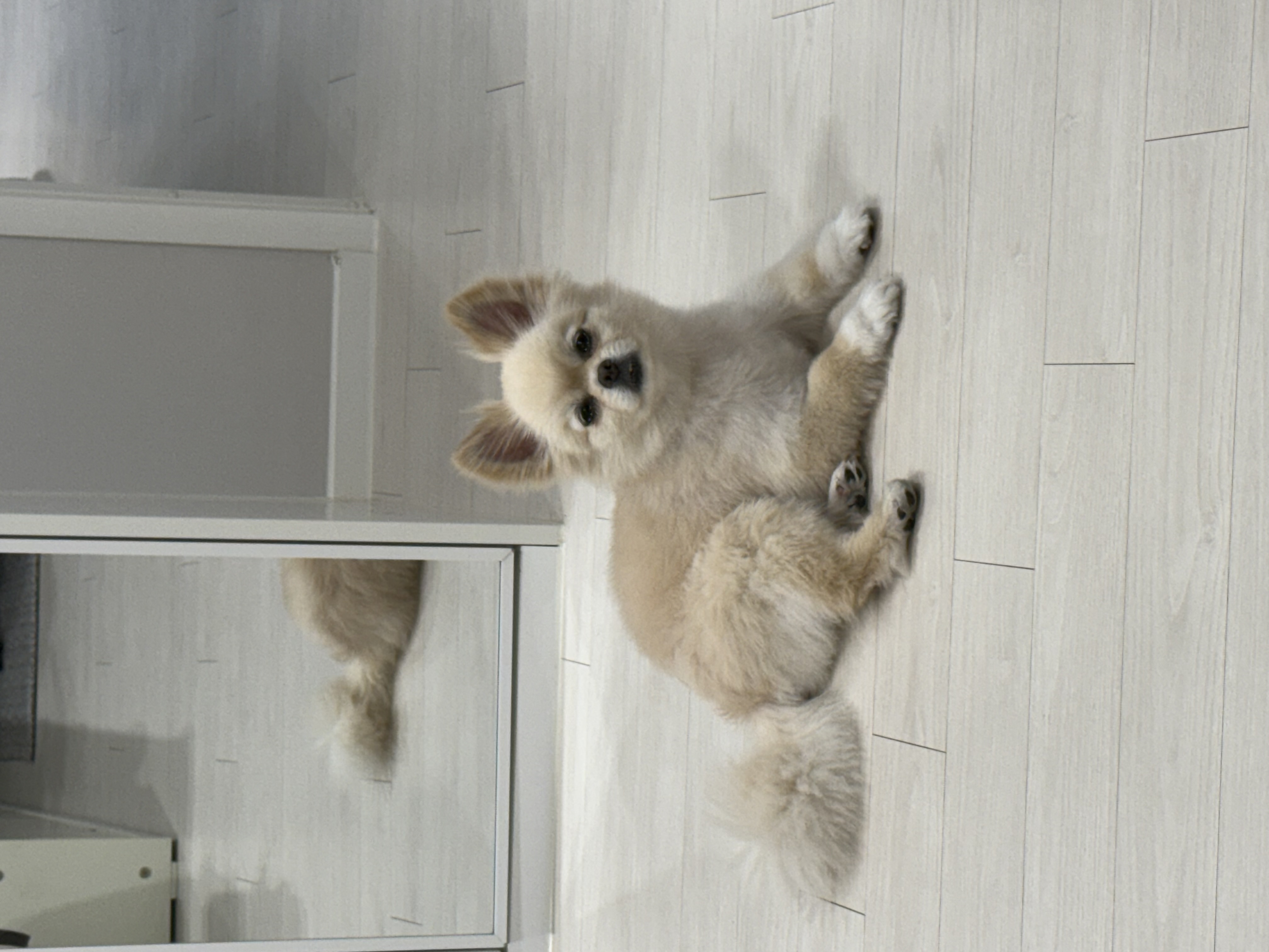 키라 입양 1주일째