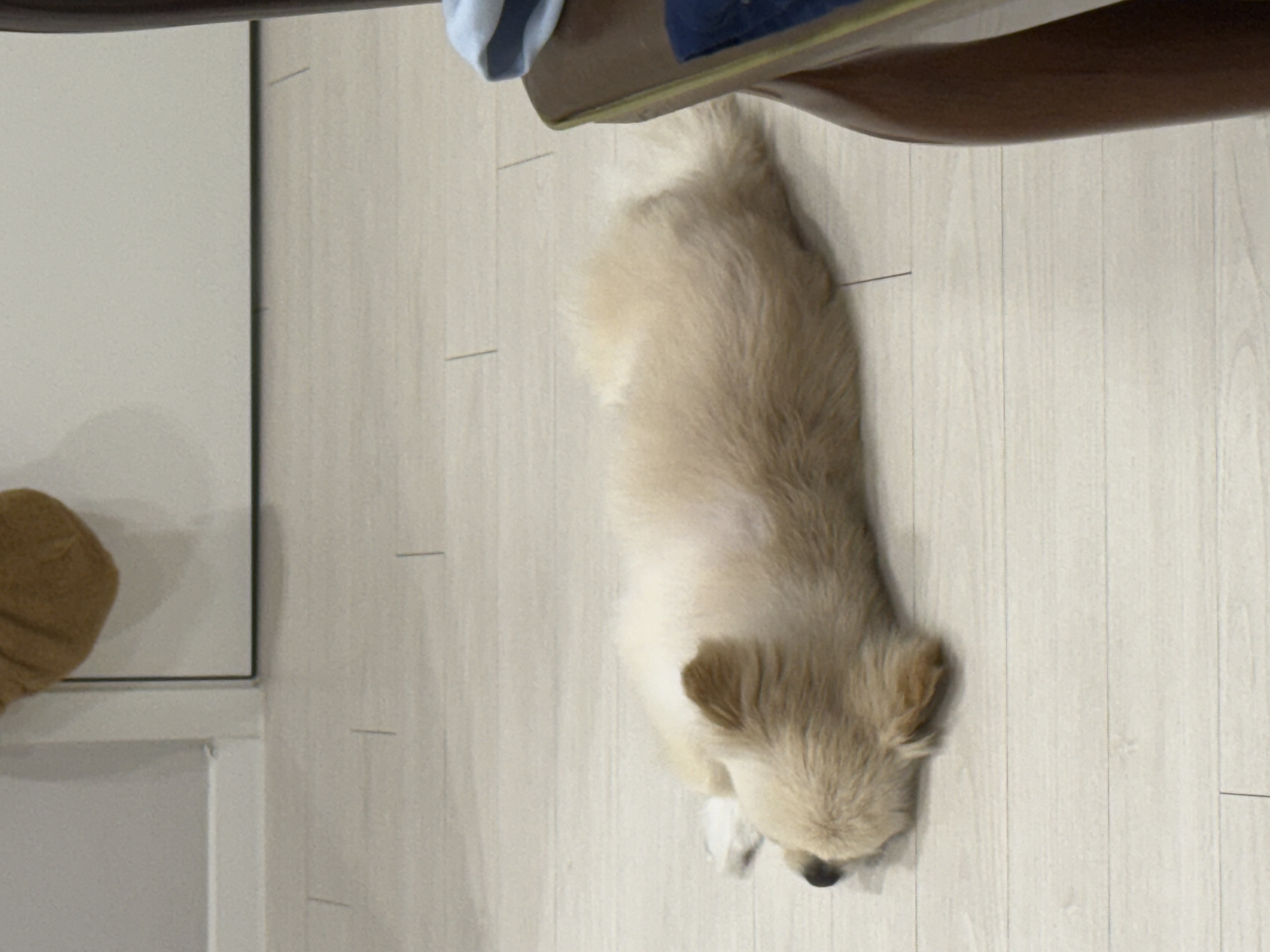 키라 입양 1주일째