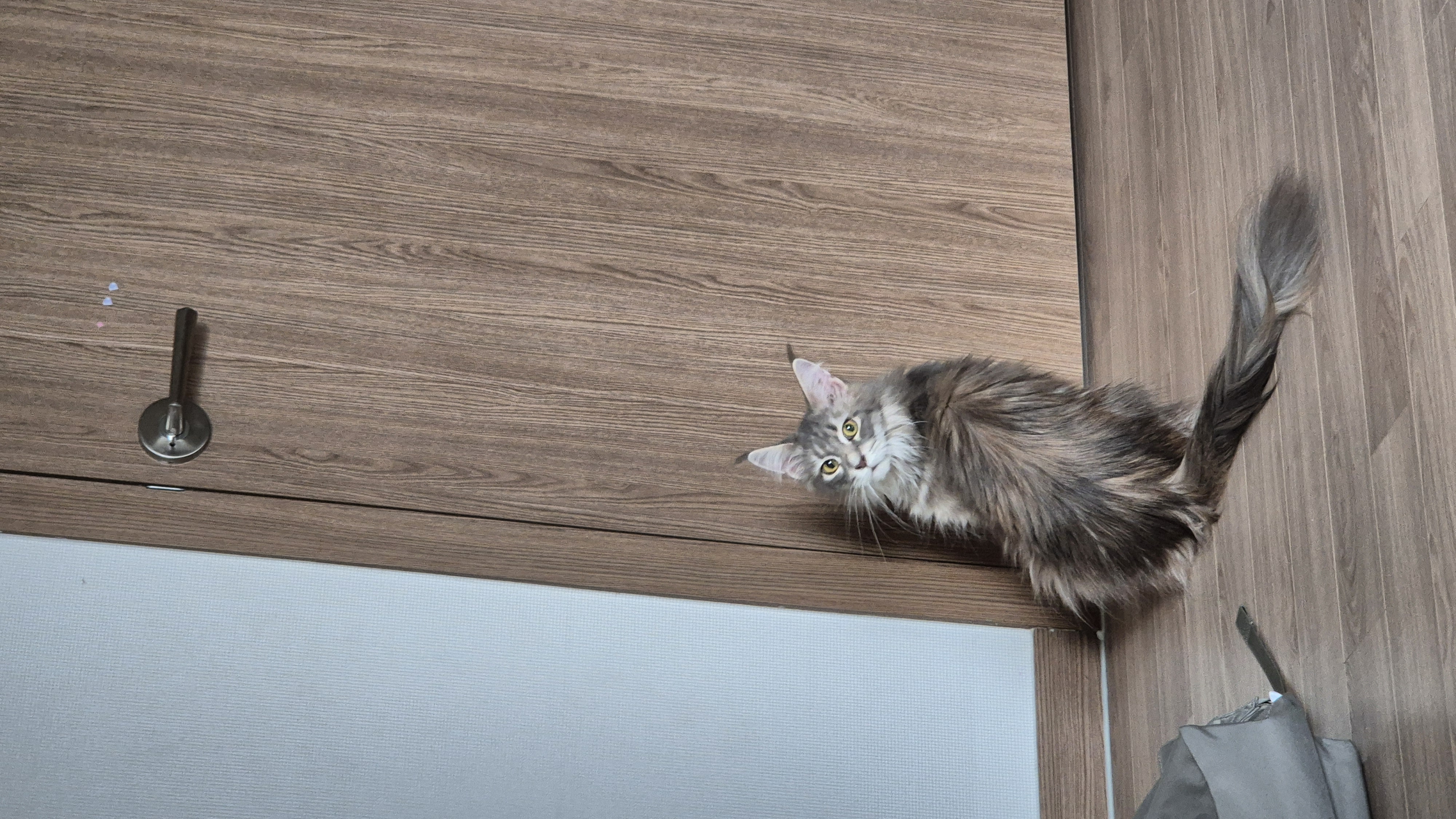 김미미(일쿤이)의 일주일