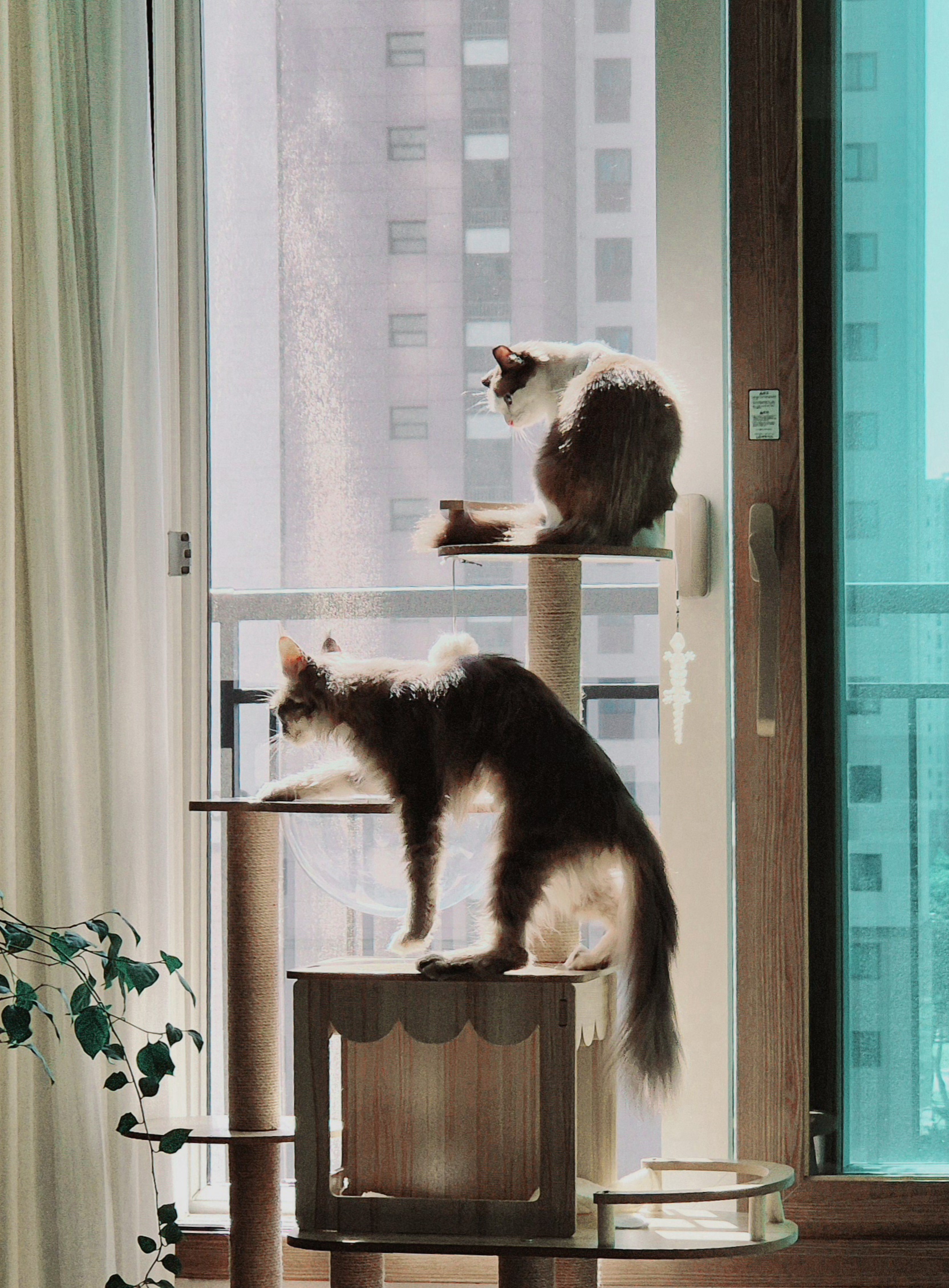 김미미(일쿤이)의 일주일