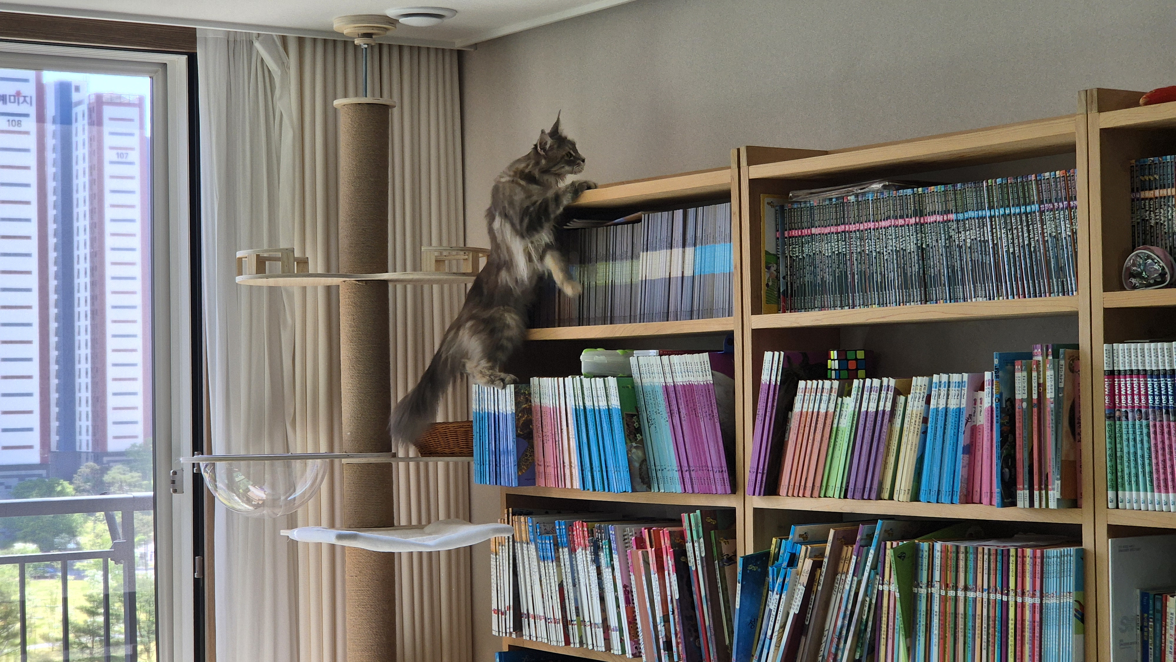 김미미(일쿤이)의 일주일