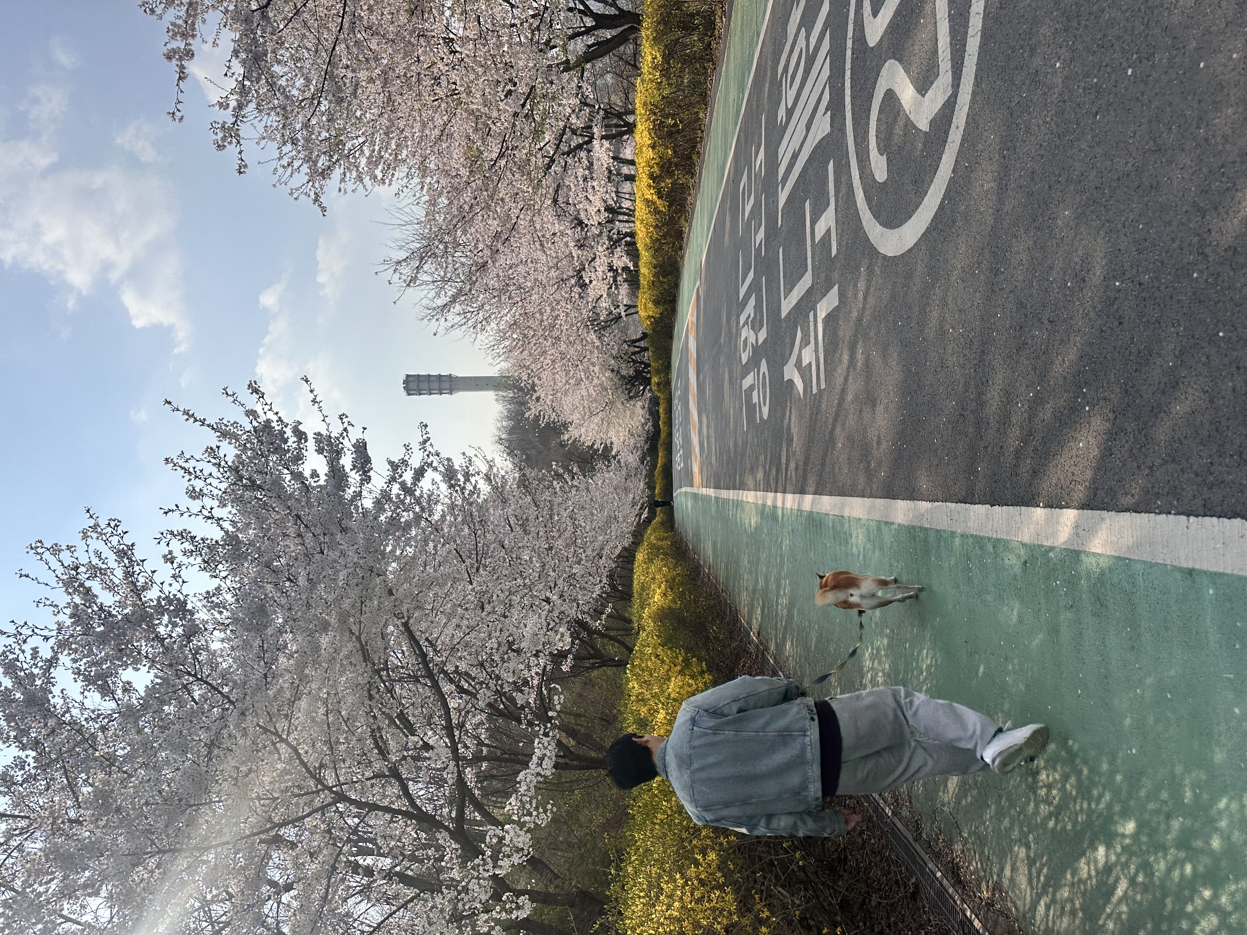 로꼬 (구 곤지암 두시) 입양 4년차 일상