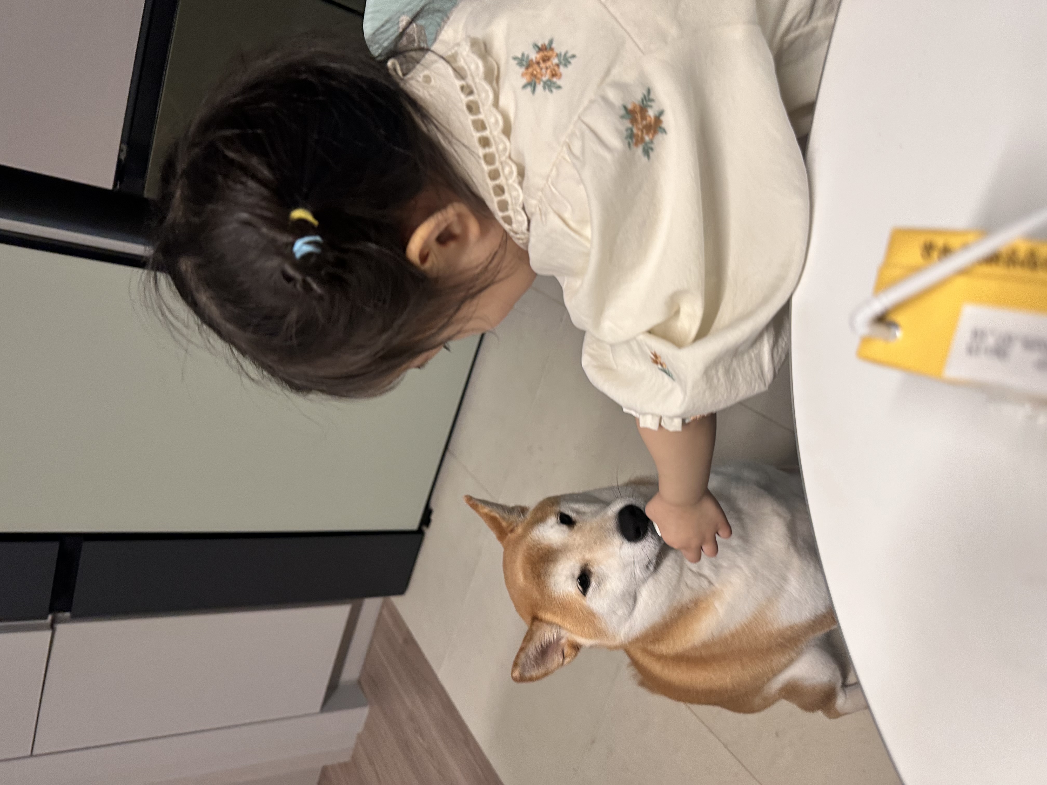 로꼬 (구 곤지암 두시) 입양 4년차 일상