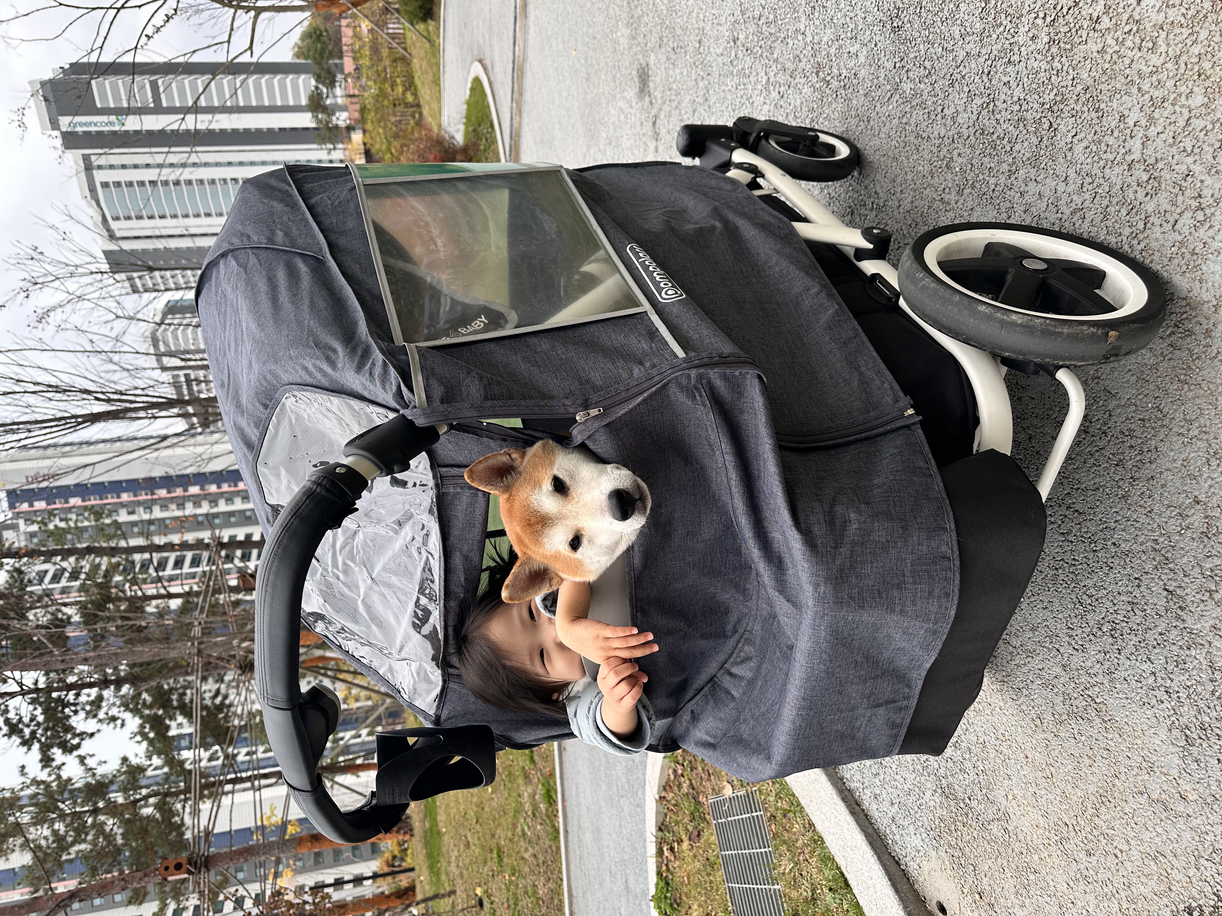 로꼬 (구 곤지암 두시) 입양 4년차 일상