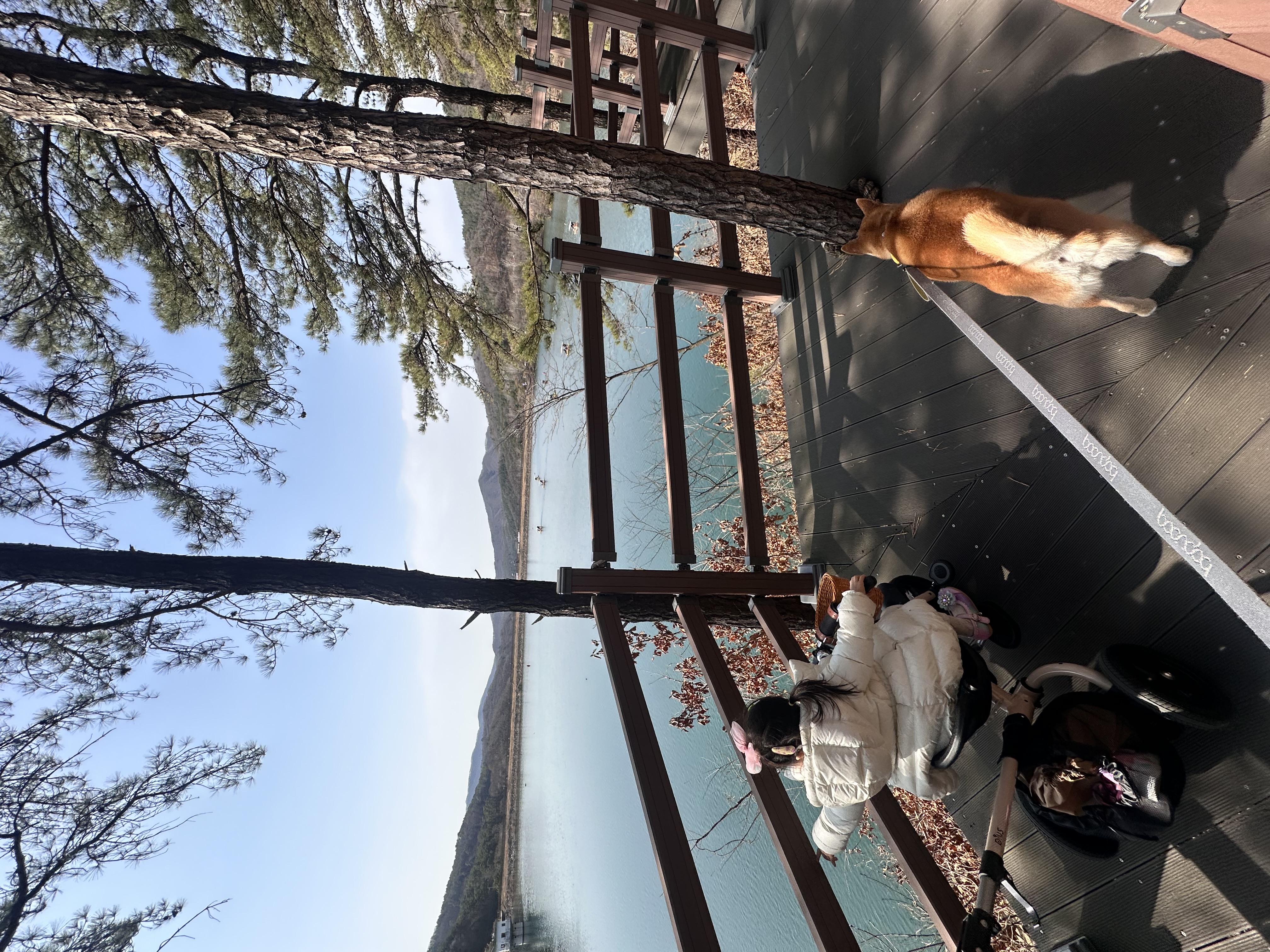 로꼬 (구 곤지암 두시) 입양 4년차 일상