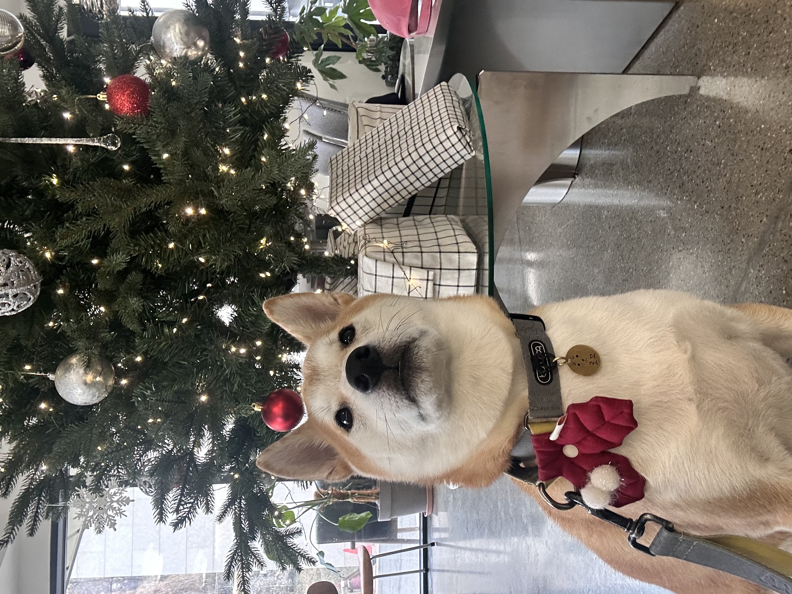 로꼬 (구 곤지암 두시) 입양 4년차 일상