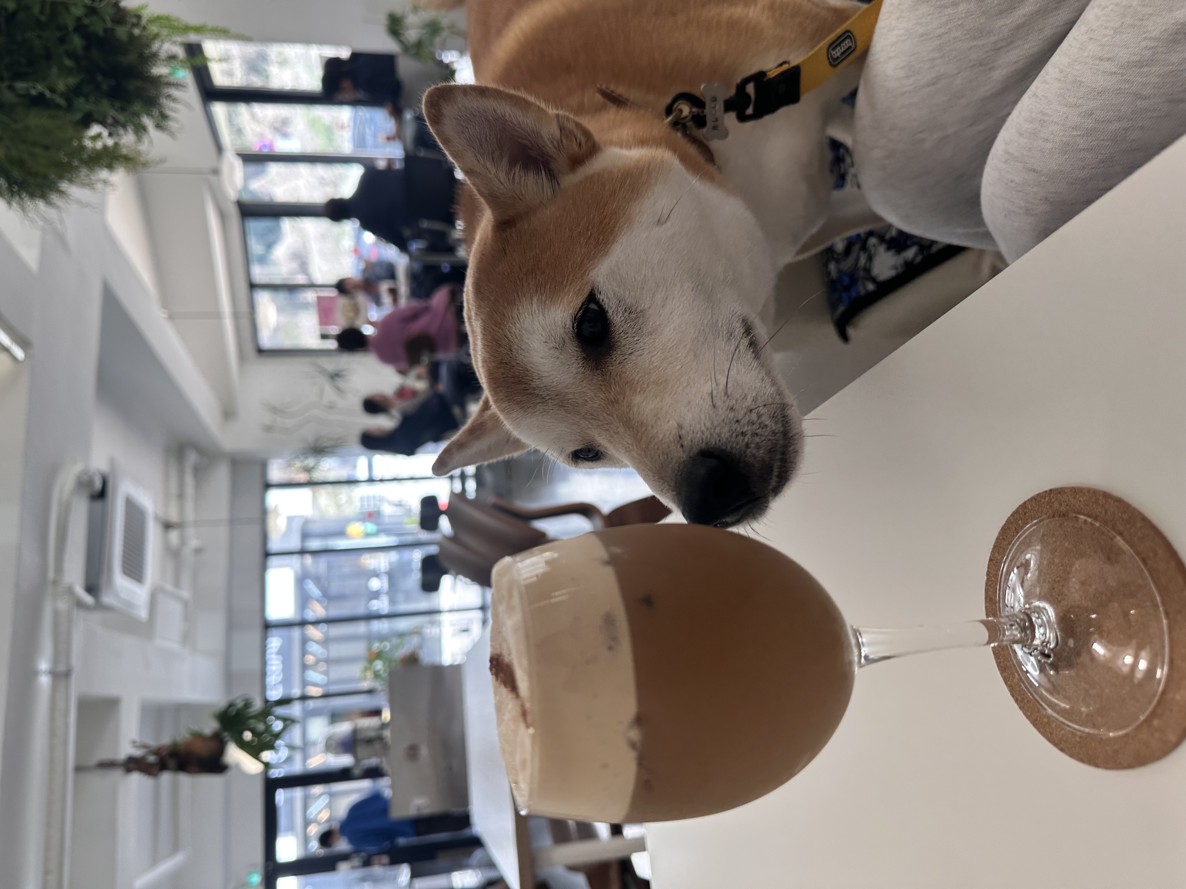 로꼬 (구 곤지암 두시) 입양 4년차 일상