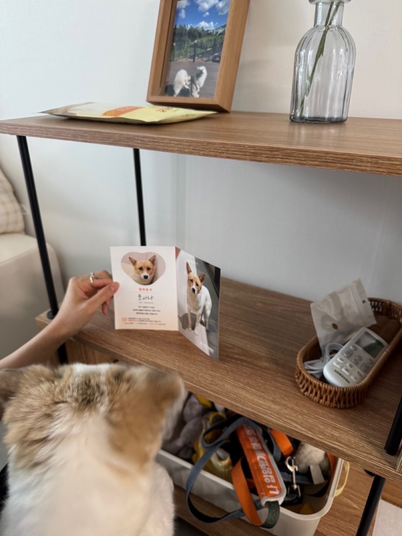 모랑이(만복이) 한달만에 훌쩍커버린후기