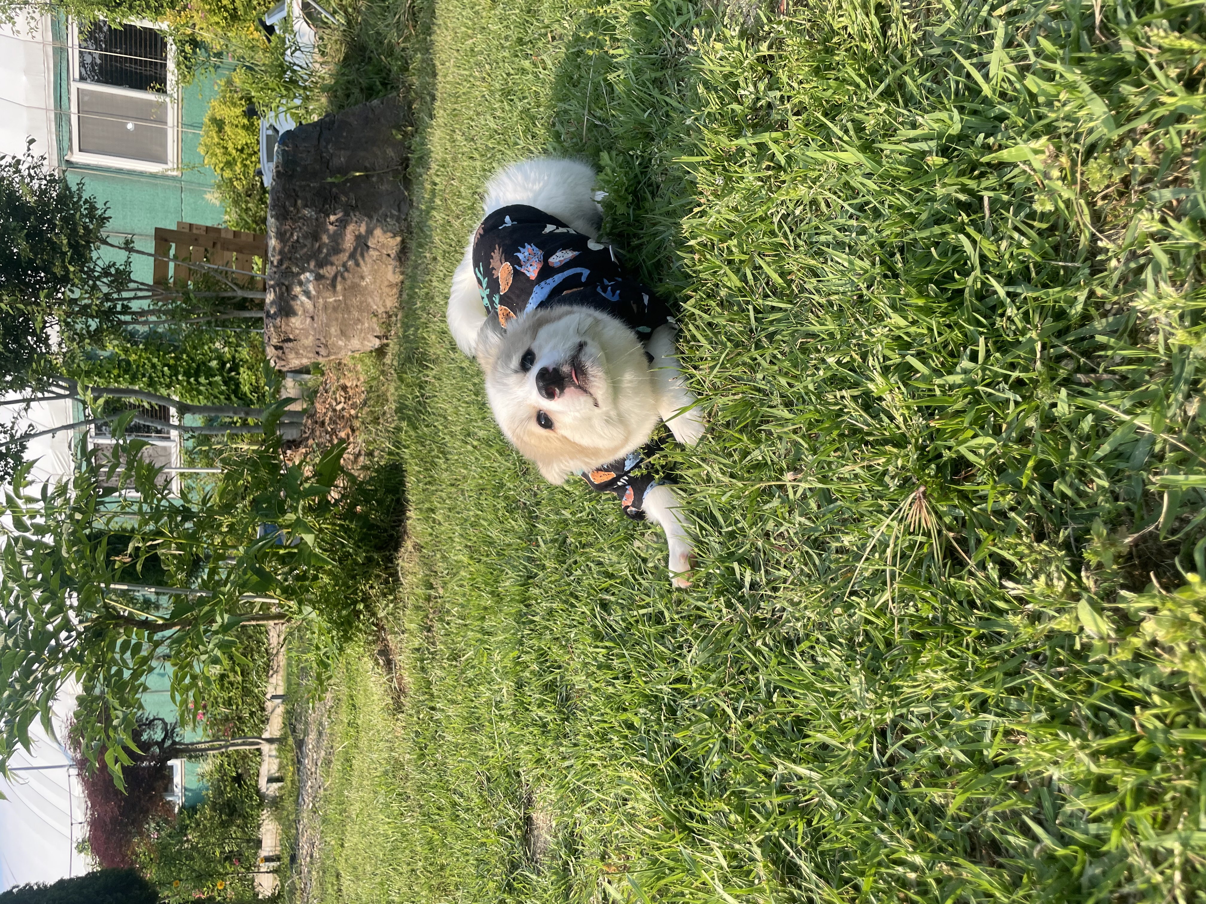 모랑이(만복이) 한달만에 훌쩍커버린후기