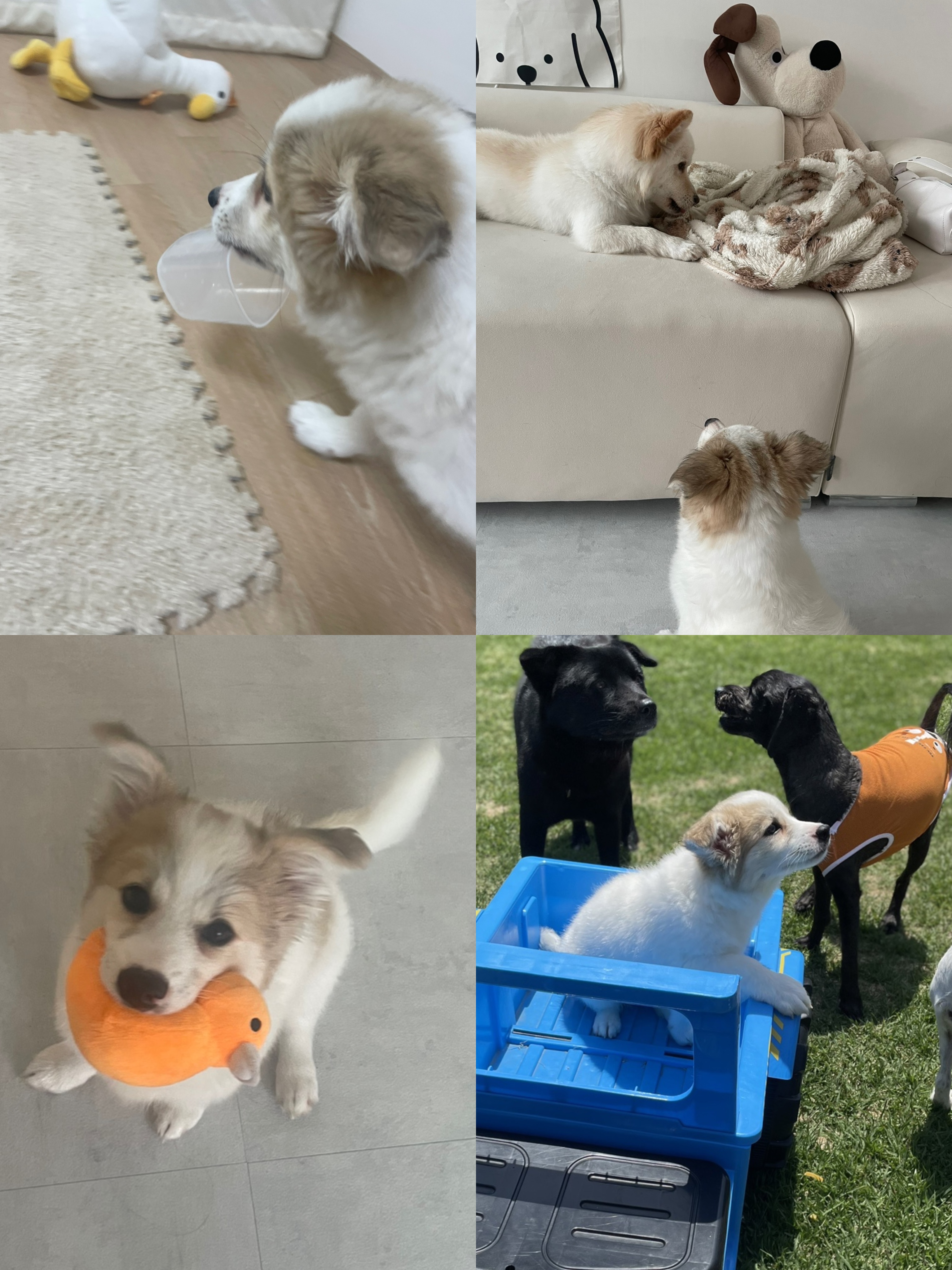 모랑이(만복이) 한달만에 훌쩍커버린후기