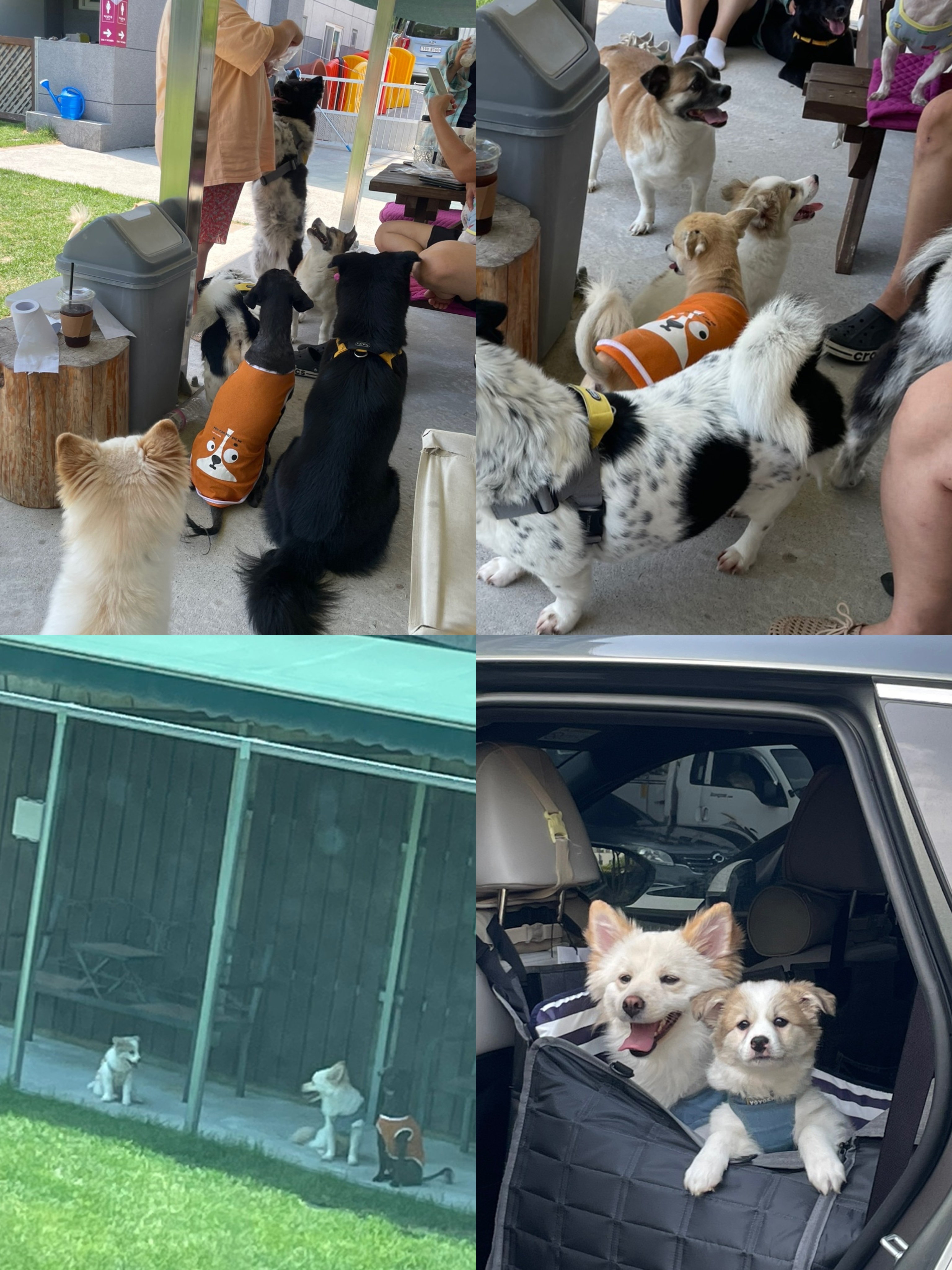 모랑이(만복이) 한달만에 훌쩍커버린후기